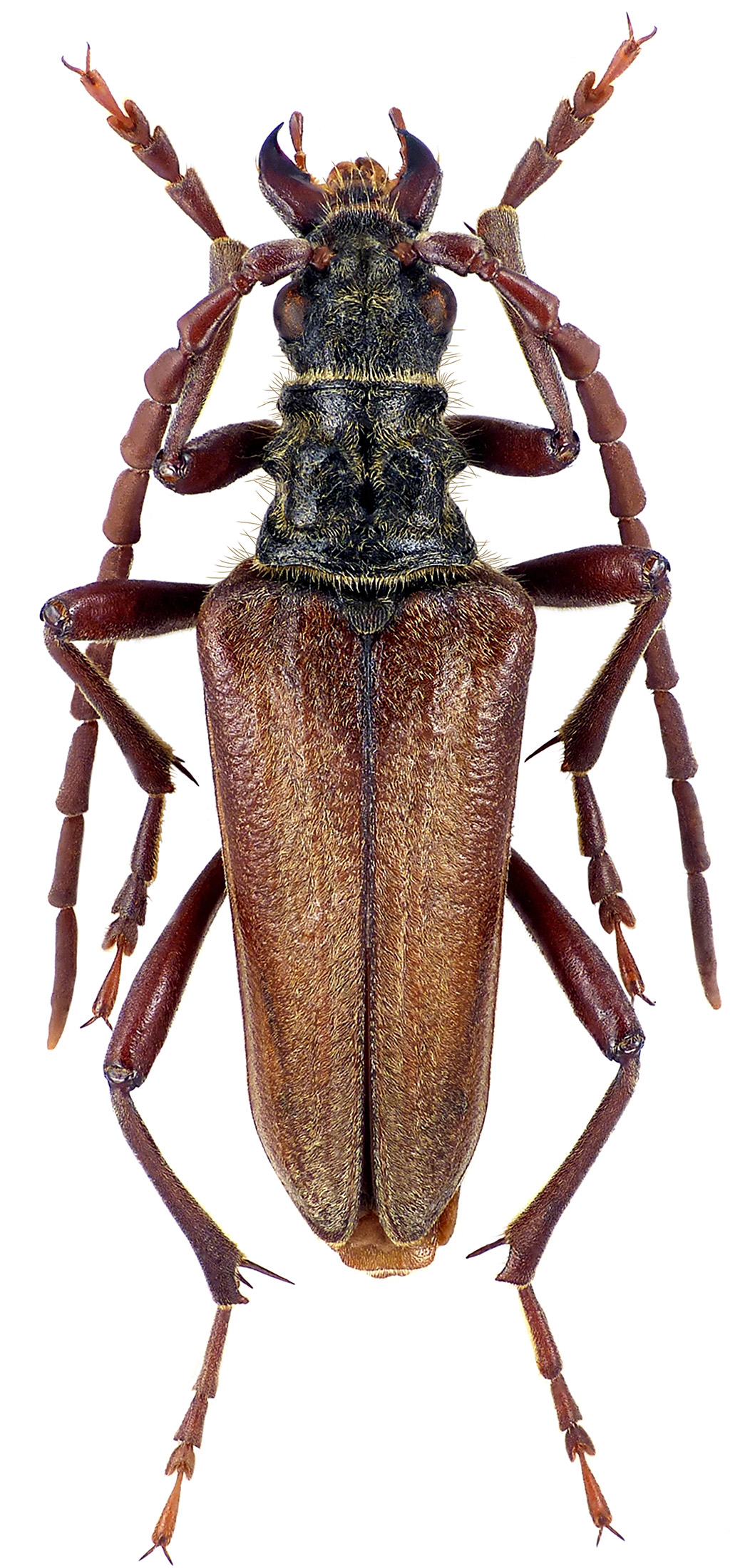 Stenocorus validicornis validicornis