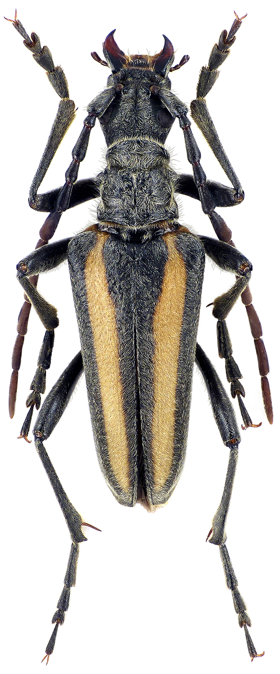 Stenocorus vittatus