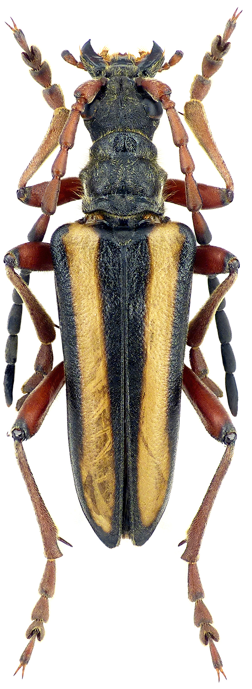 Stenocorus vittidorsum