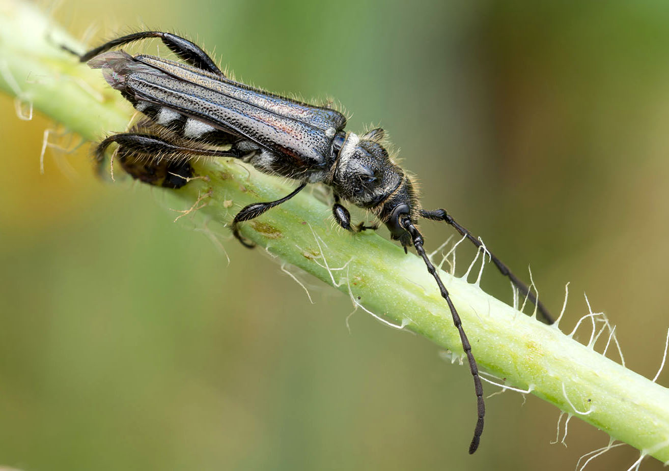 Stenopterus ater