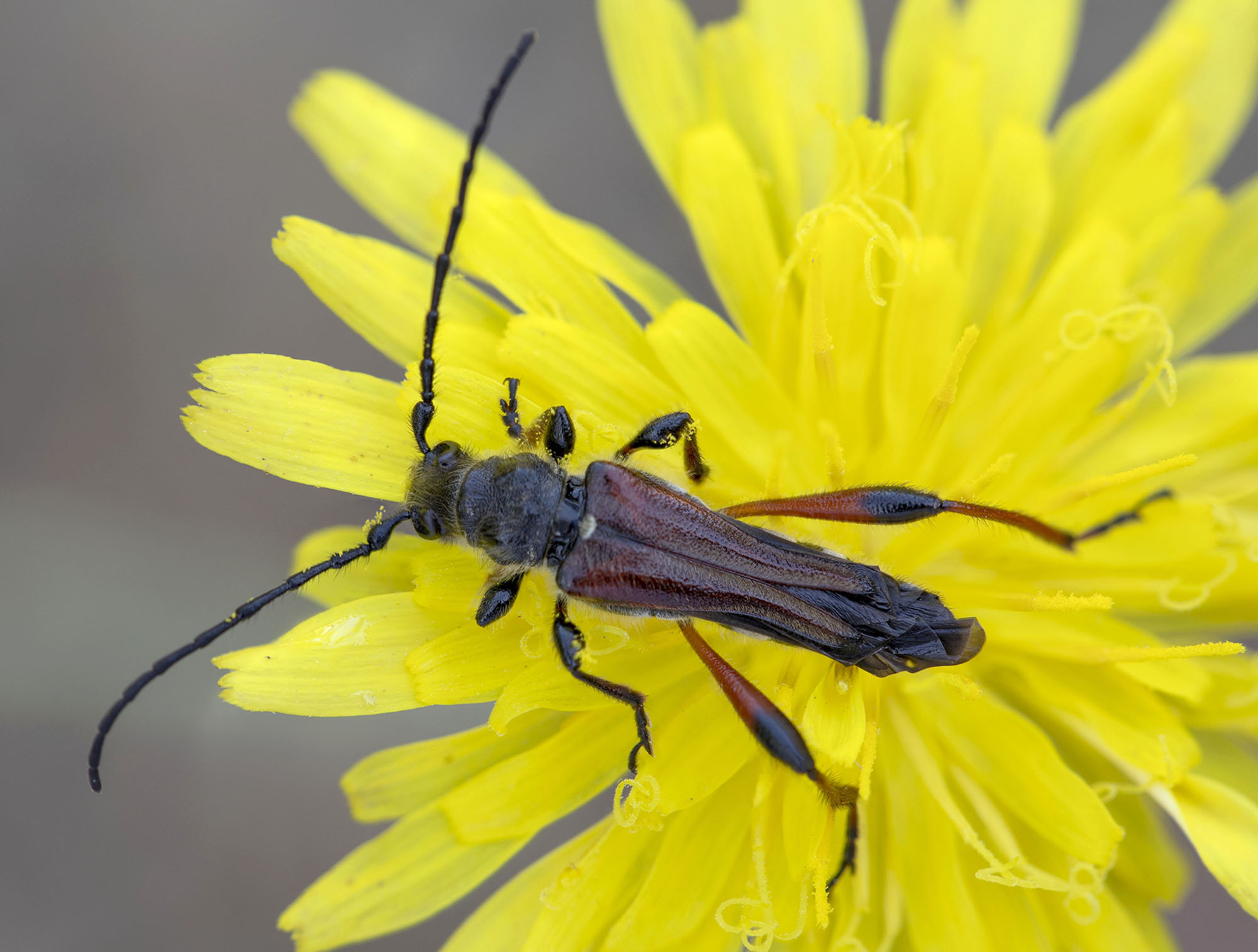 Mesoprionus besikanus - male