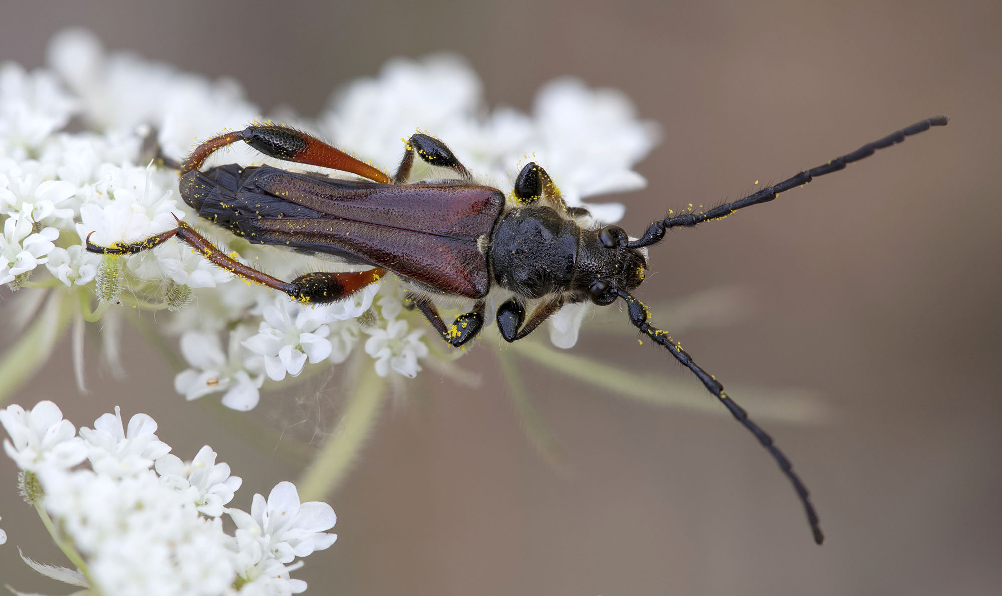 Mesoprionus besikanus - male