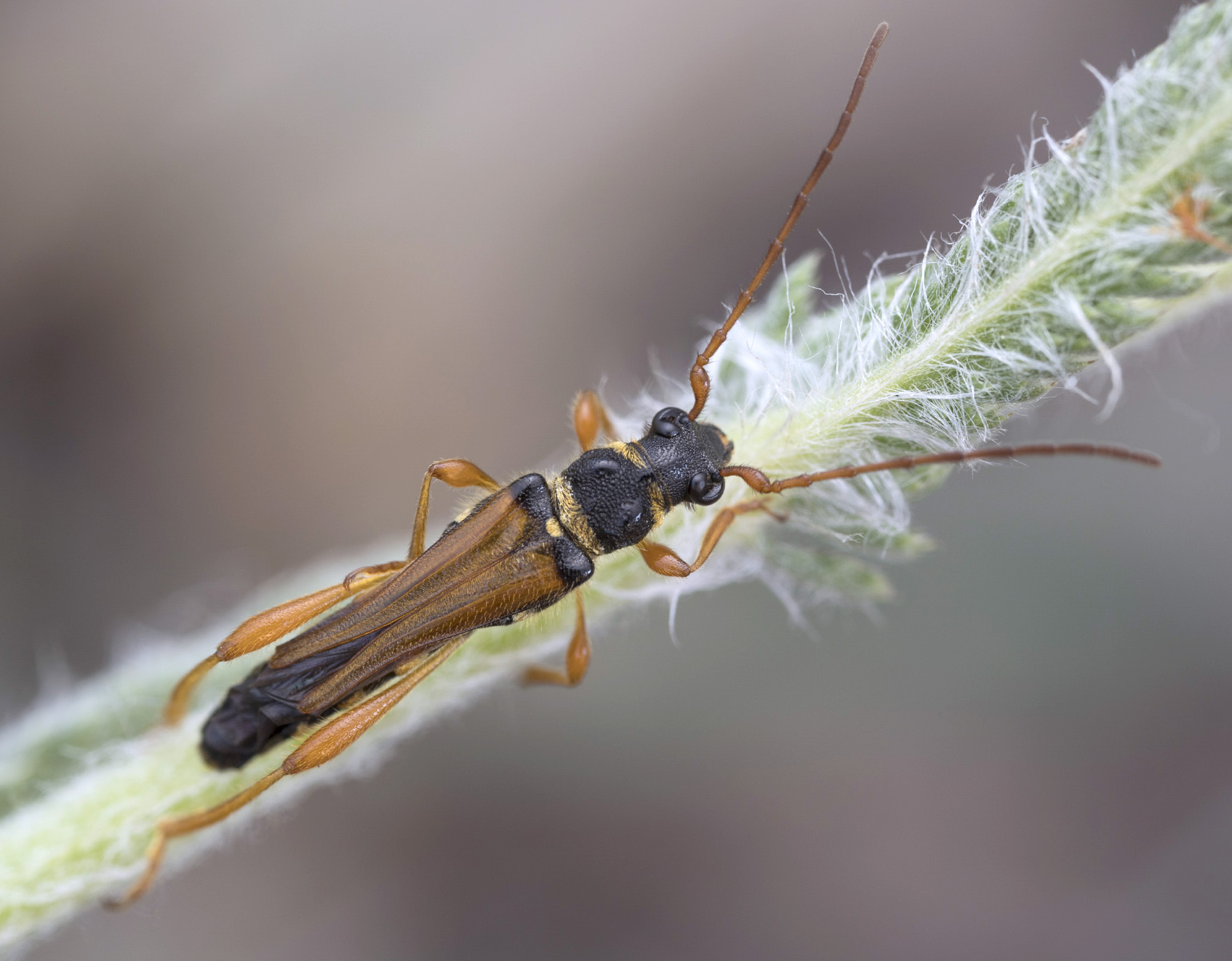 Stenopterus flavicornis