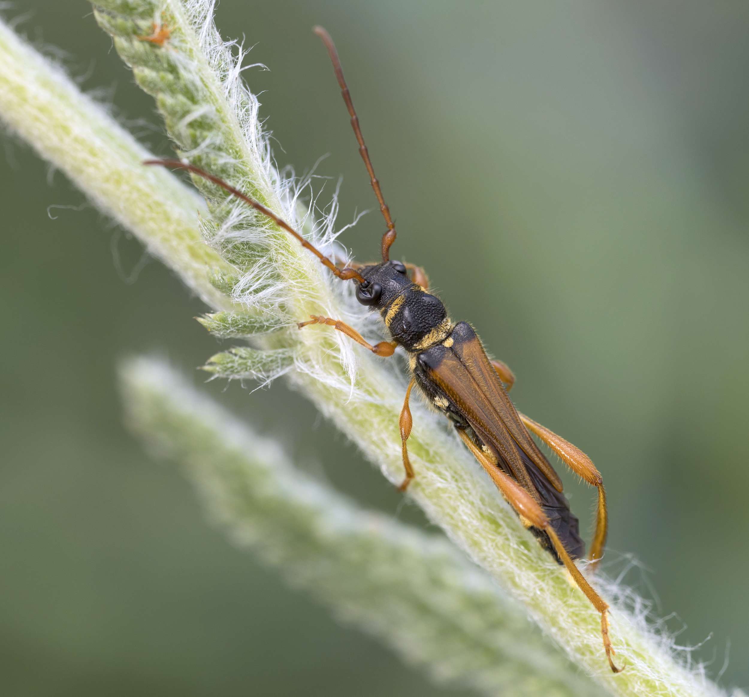 Stenopterus flavicornis