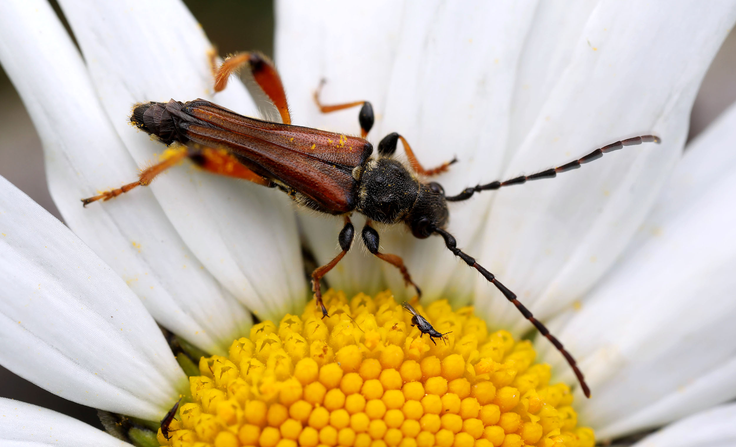 Stenopterus rufus rufus