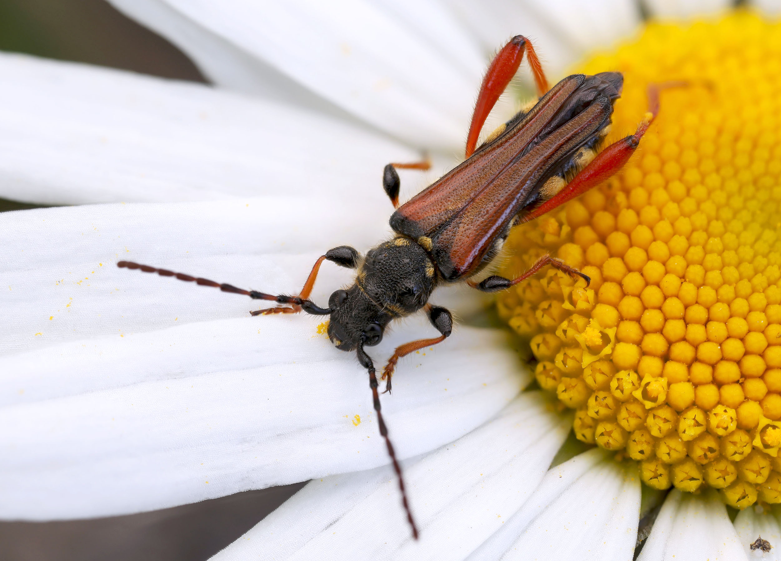 Stenopterus rufus rufus