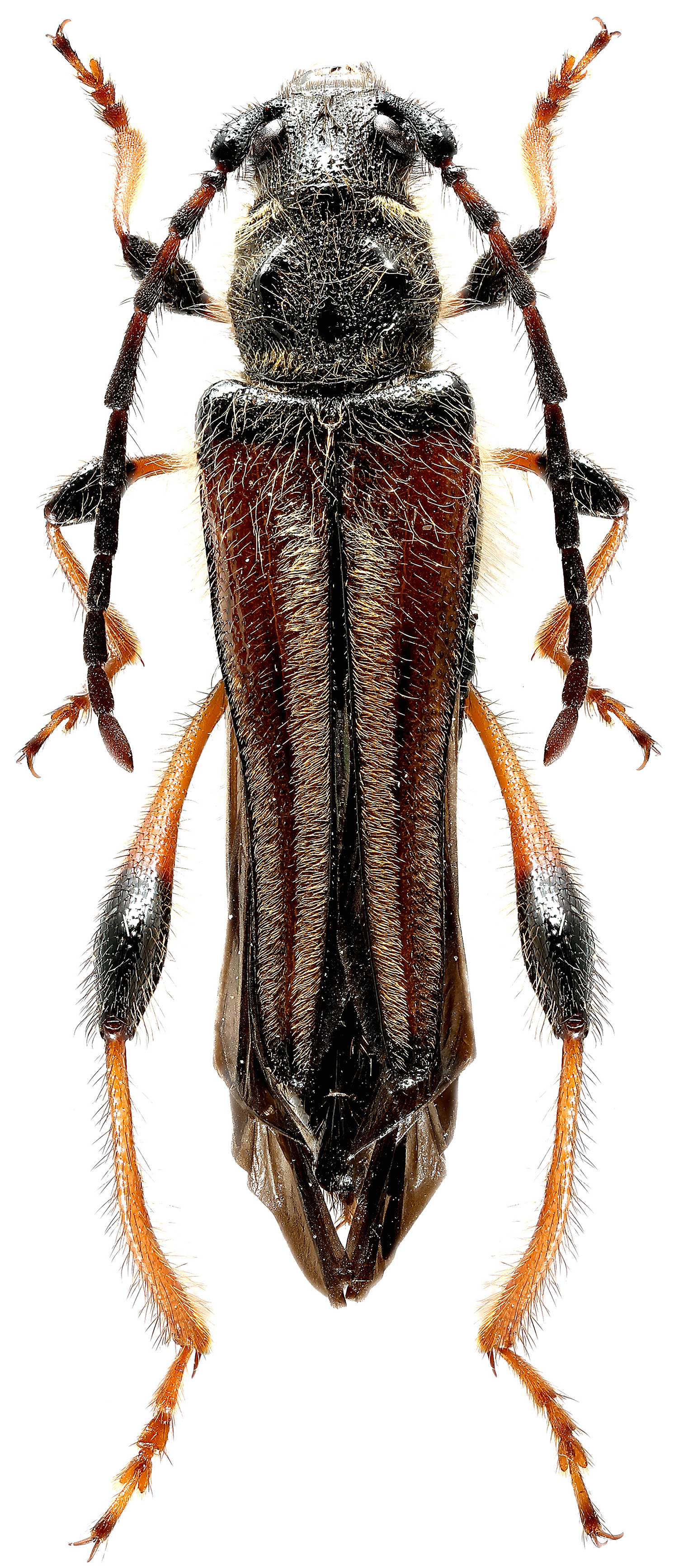 Stenopterus rufus transcaspicus