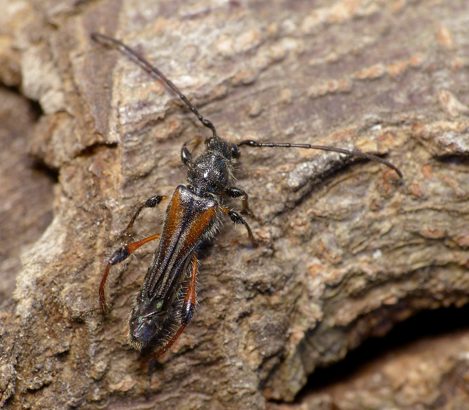 Stenopterus similatus mehli