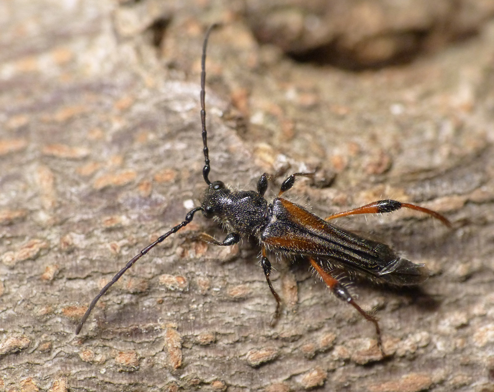 Stenopterus similatus mehli