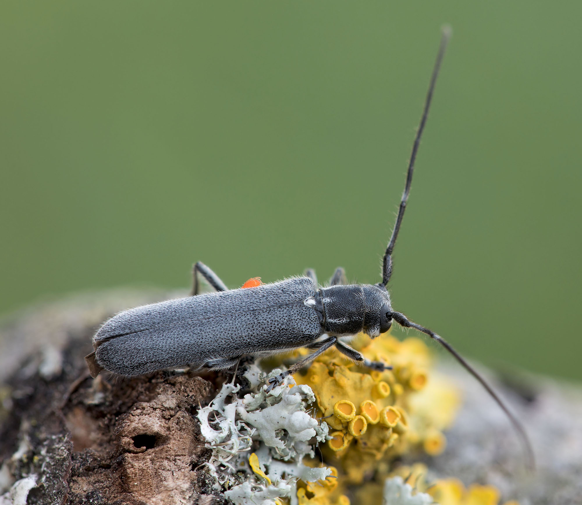 Stenostola ferrea