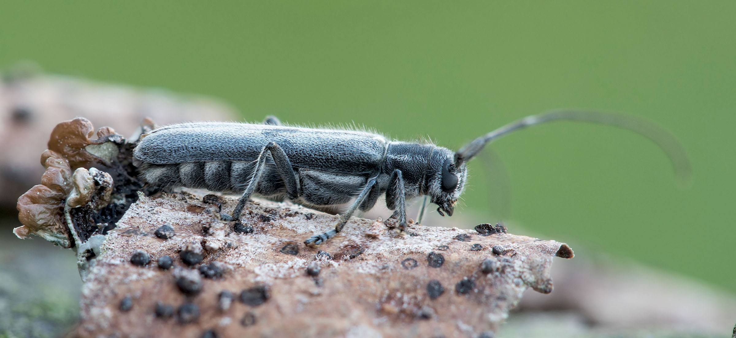 Stenostola ferrea