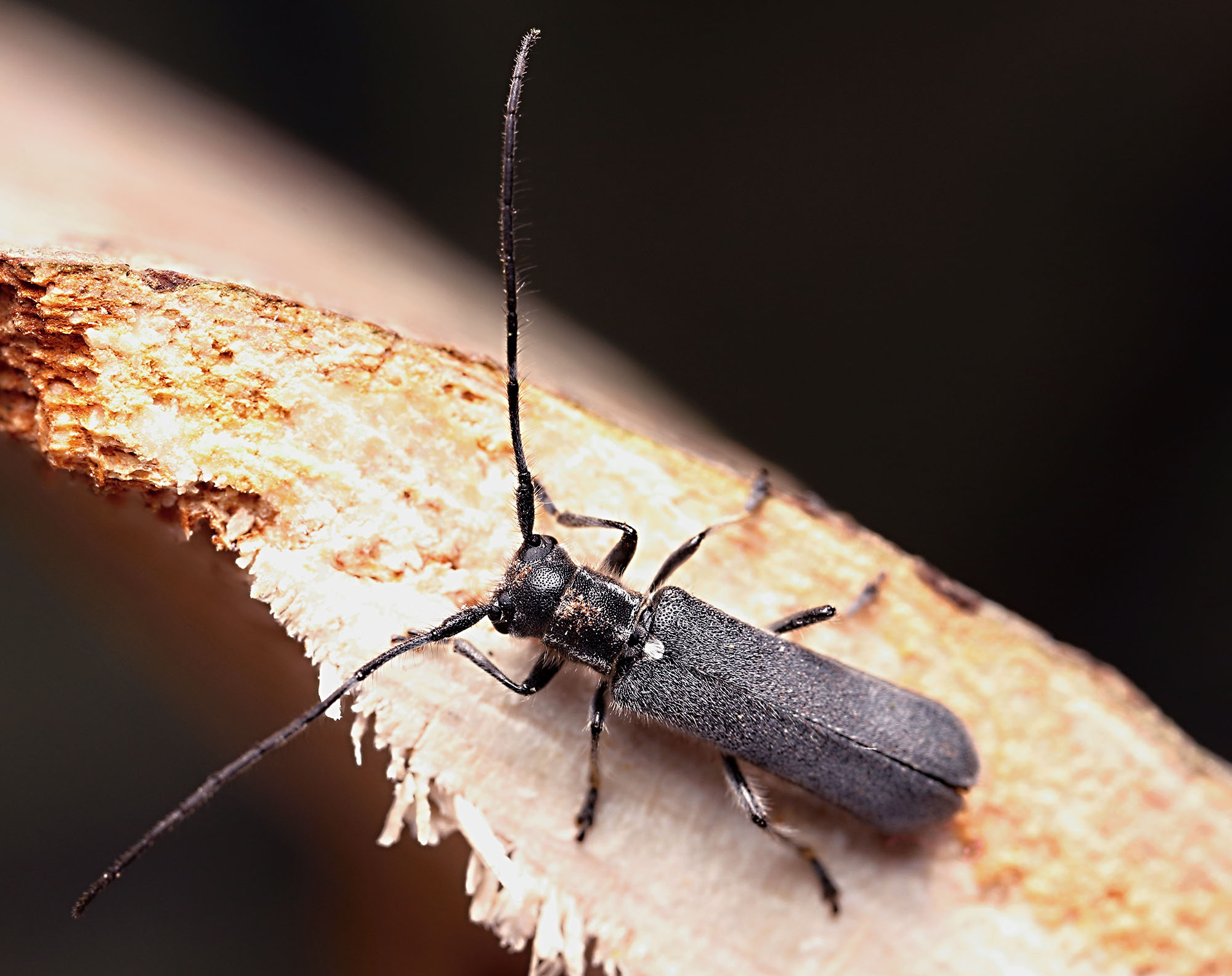 Stenostola ferrea