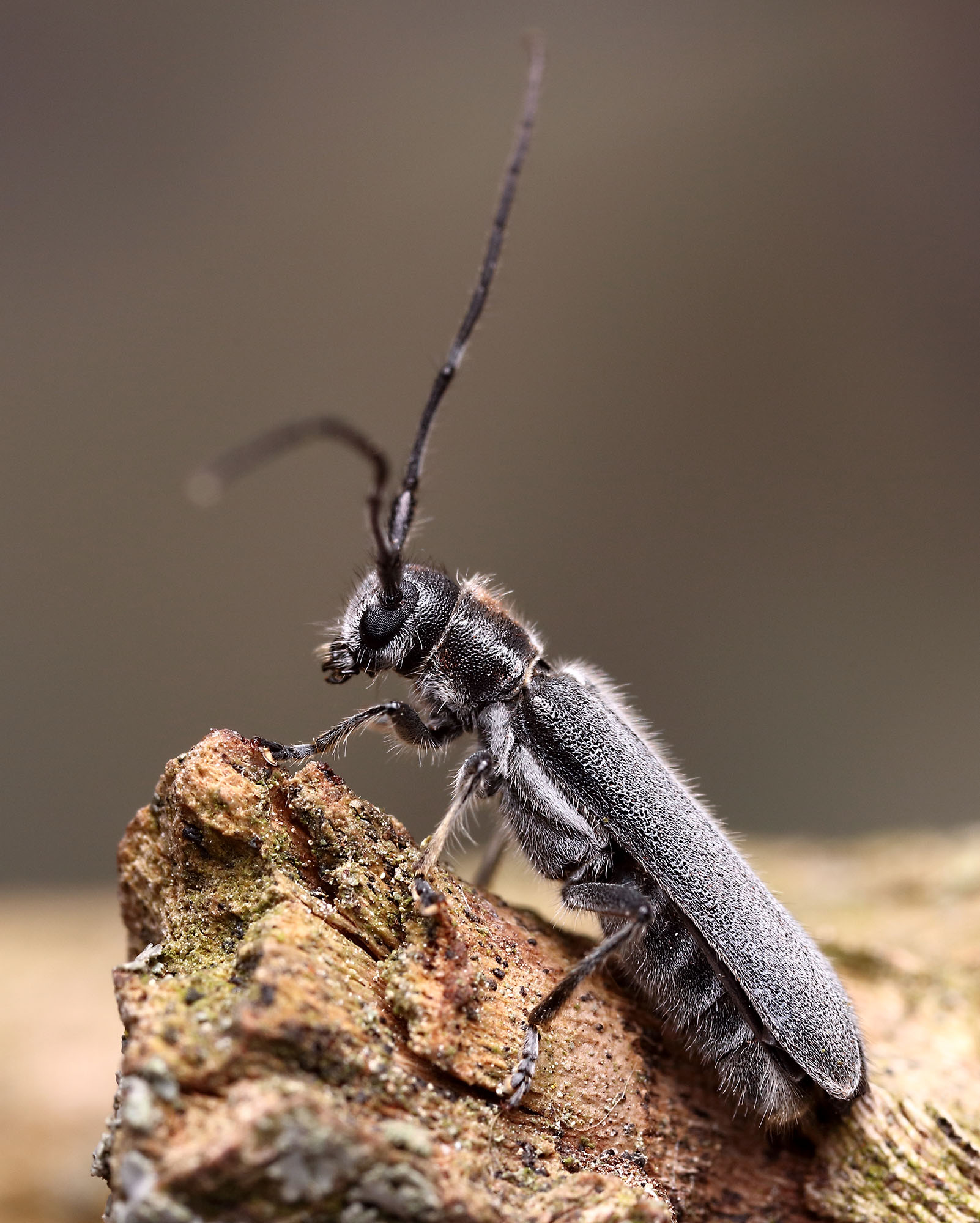 Stenostola ferrea