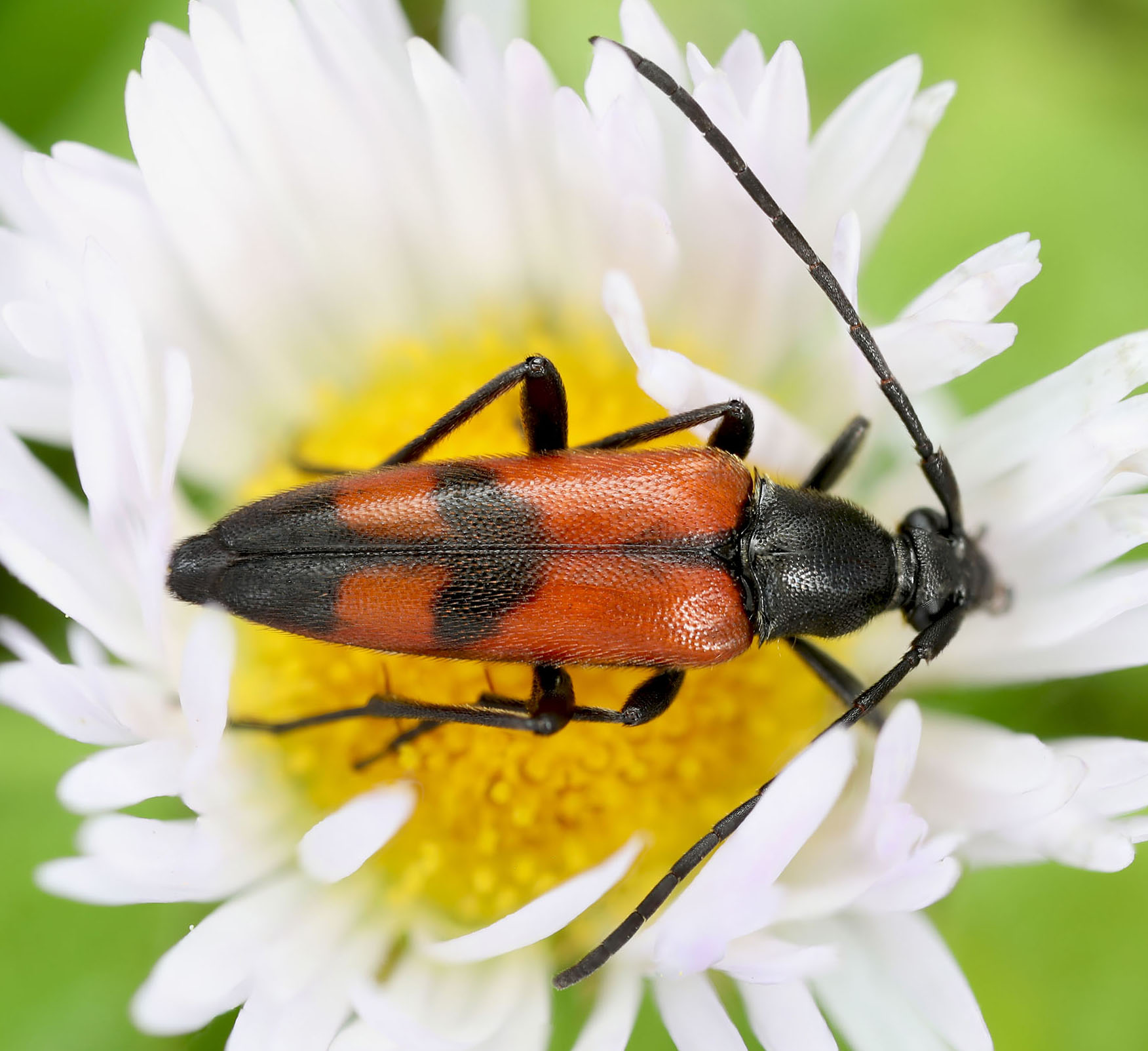 Stenurella bifasciata bifasciata