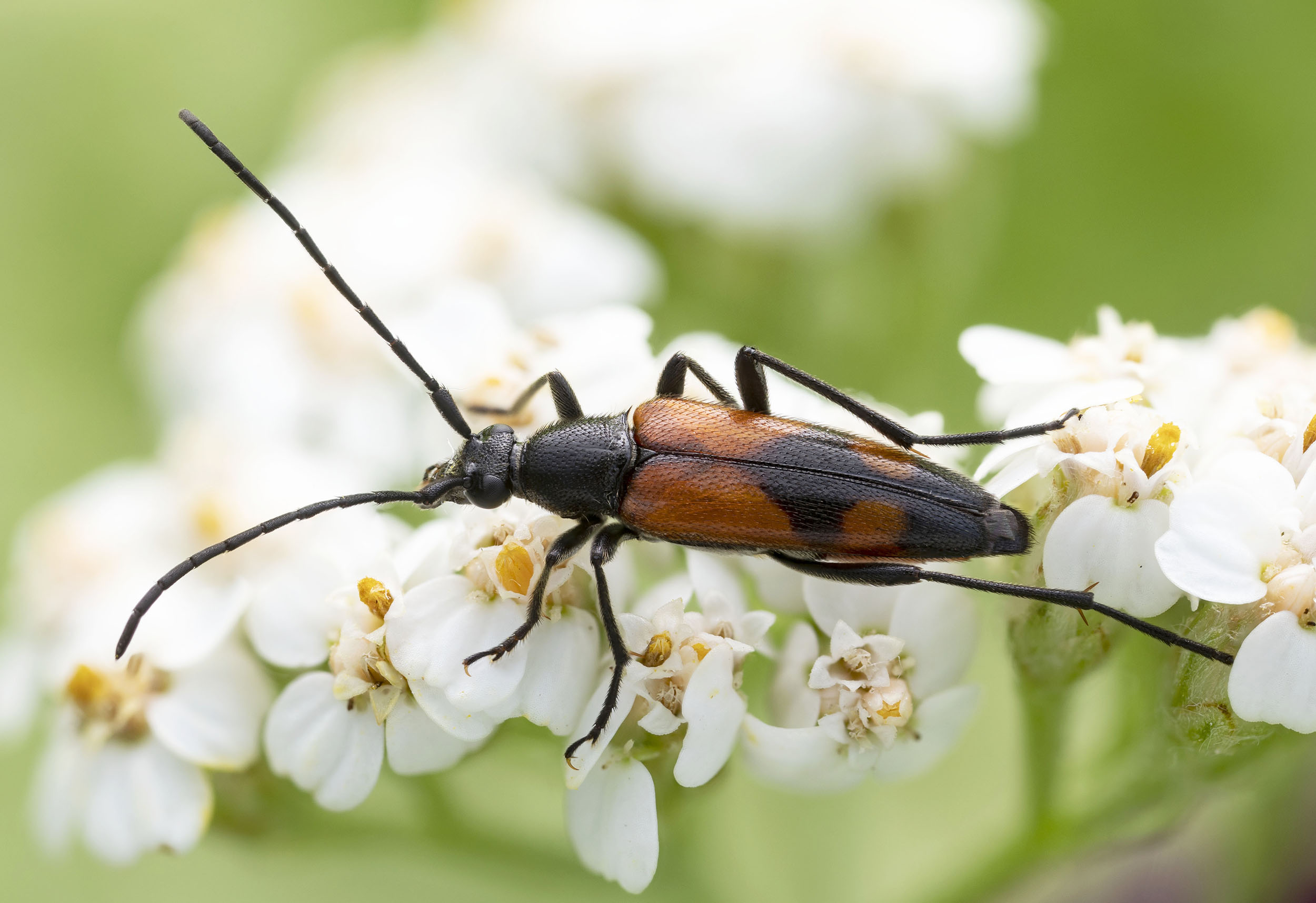 Stenurella bifasciata bifasciata