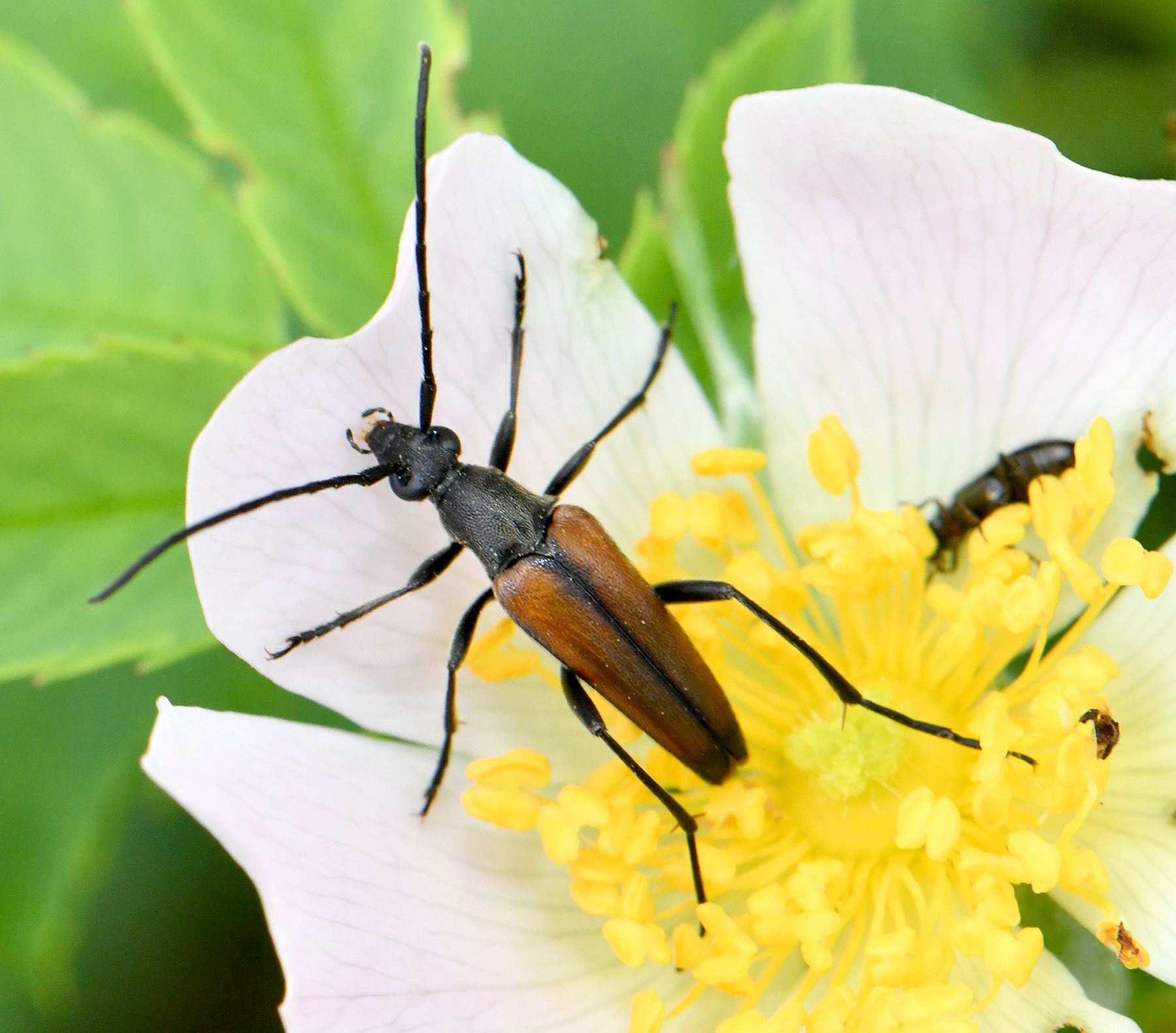 Stenurella melanura melanura