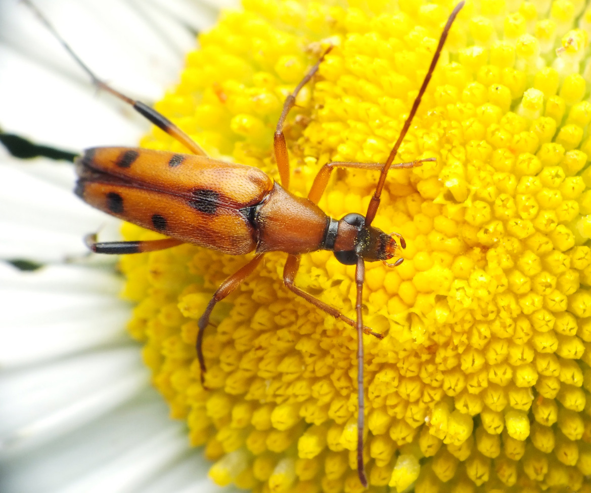 Rutpela septempunctata septempunctata