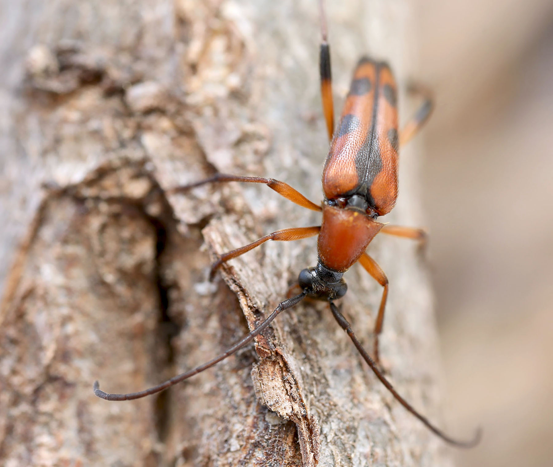 Rutpela septempunctata septempunctata