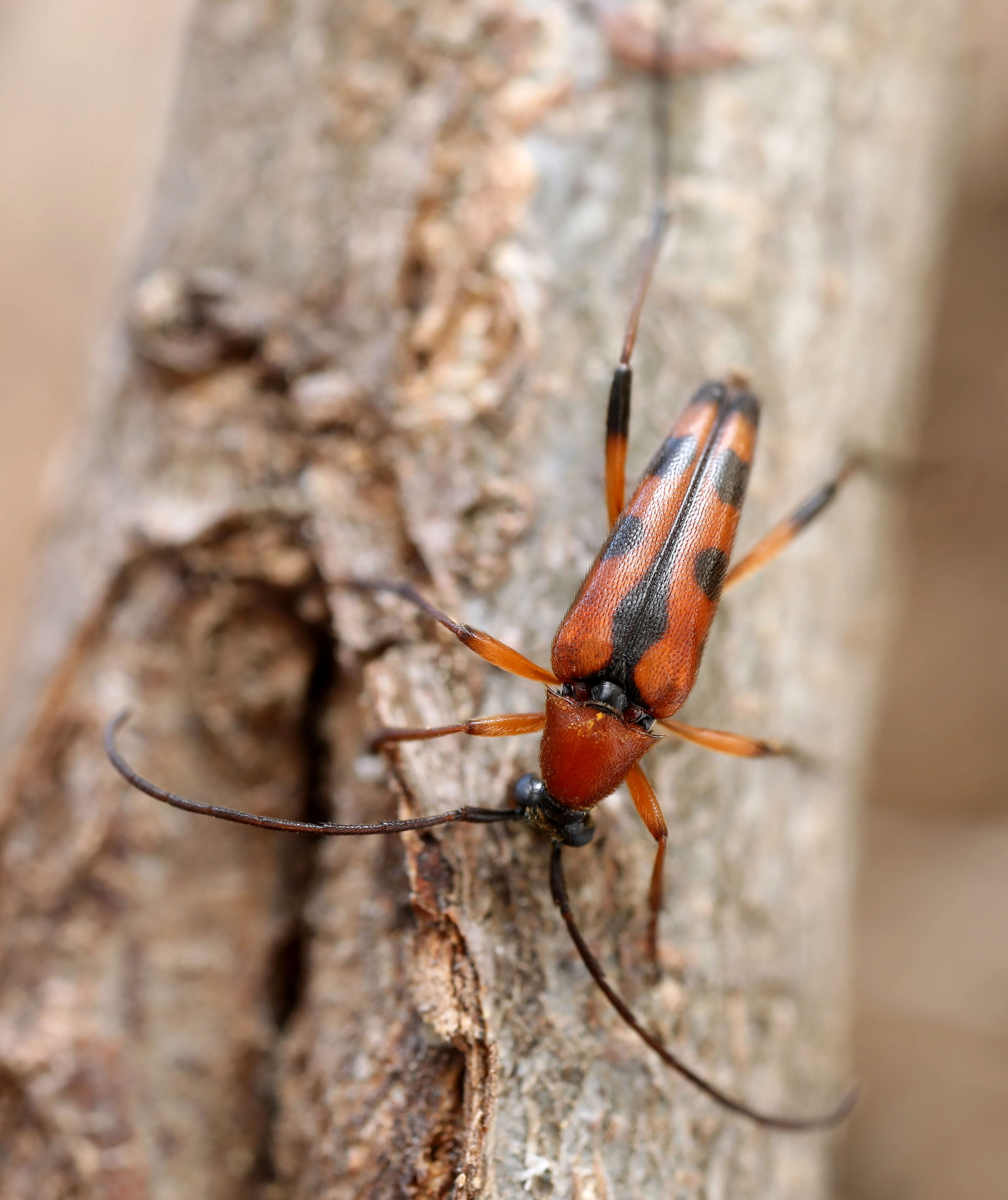 Rutpela septempunctata septempunctata