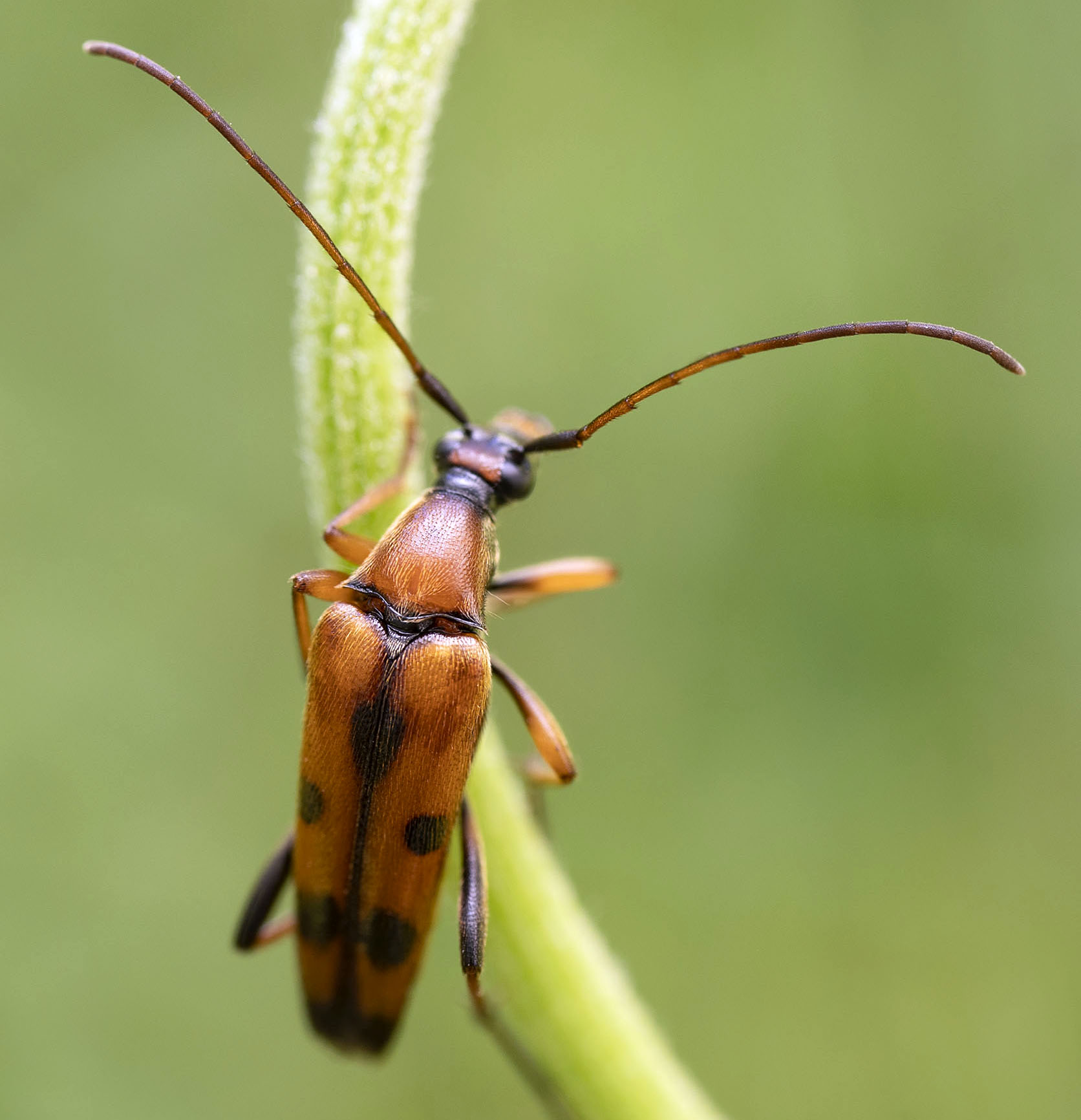 Rutpela septempunctata septempunctata