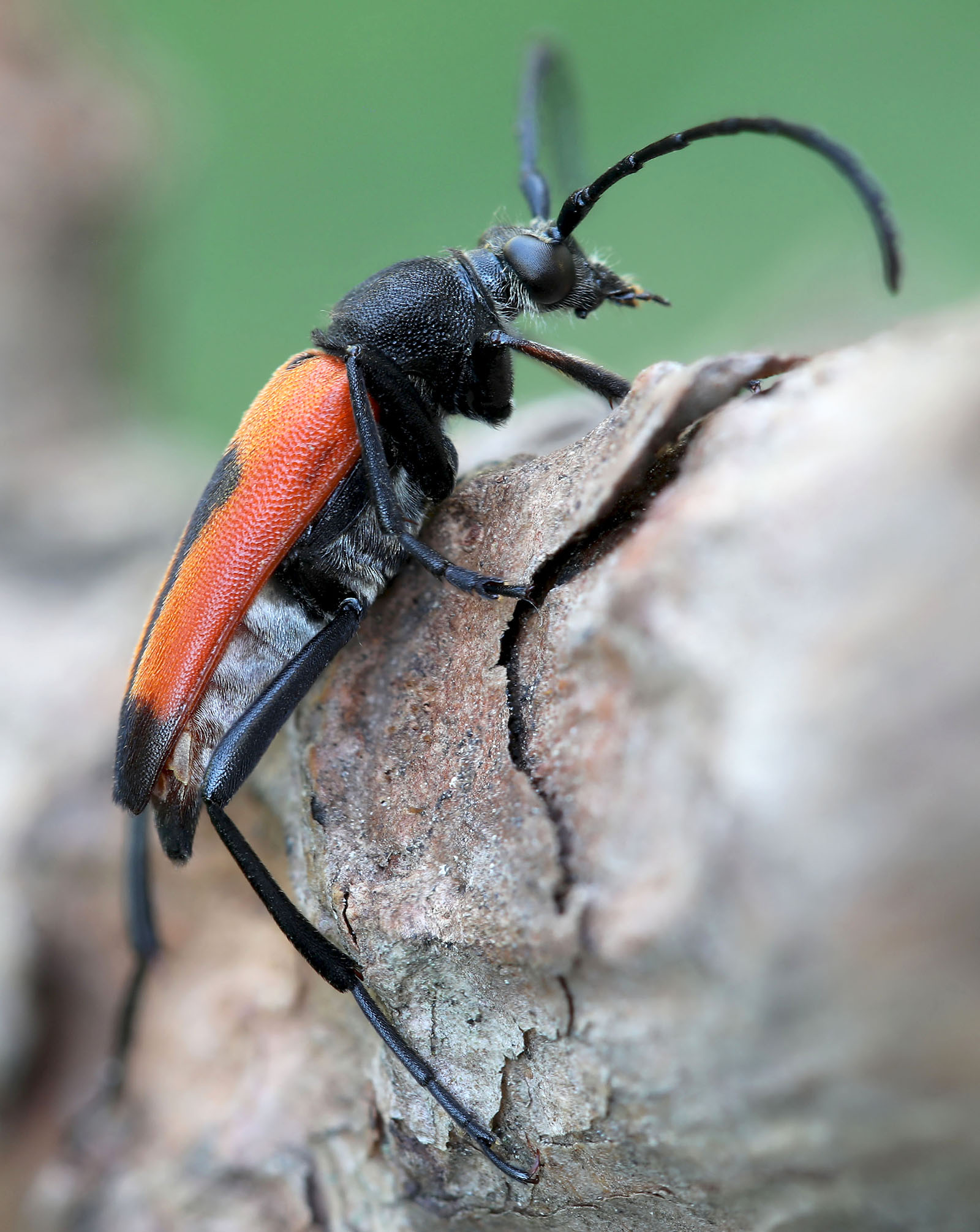 Stictoleptura cordigera