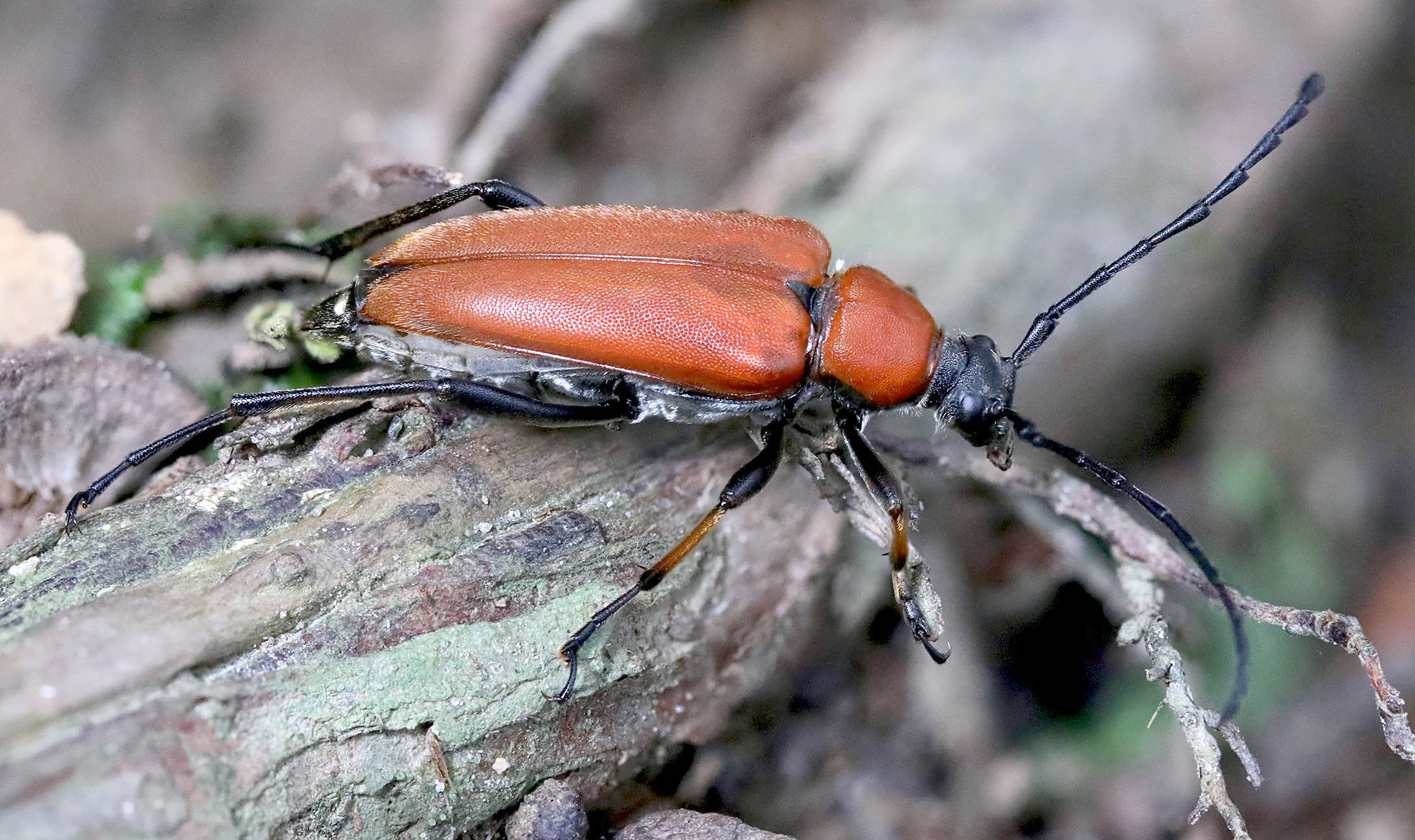 Stictoleptura dichroa