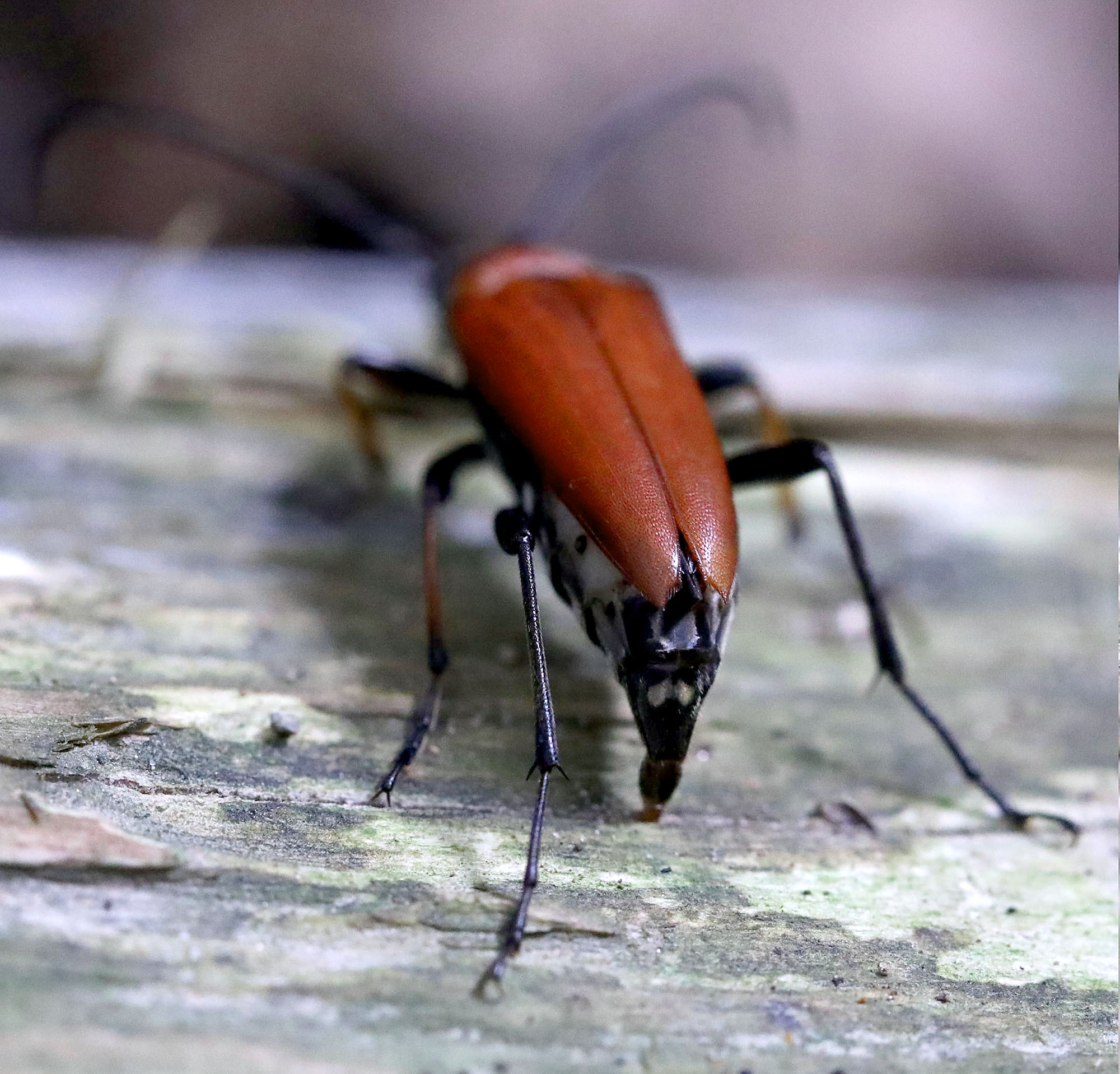 Stictoleptura dichroa