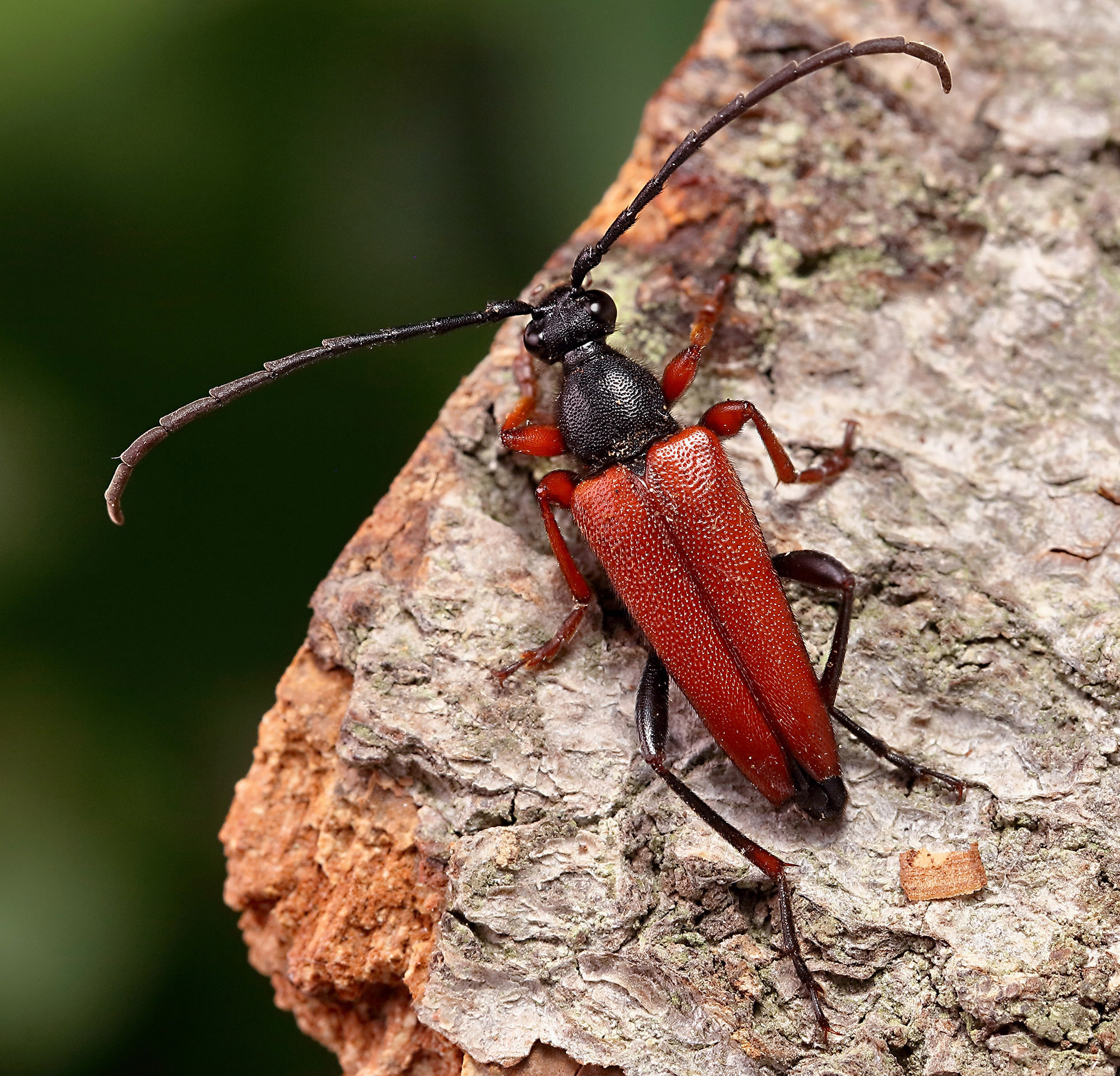 Stictoleptura erythroptera