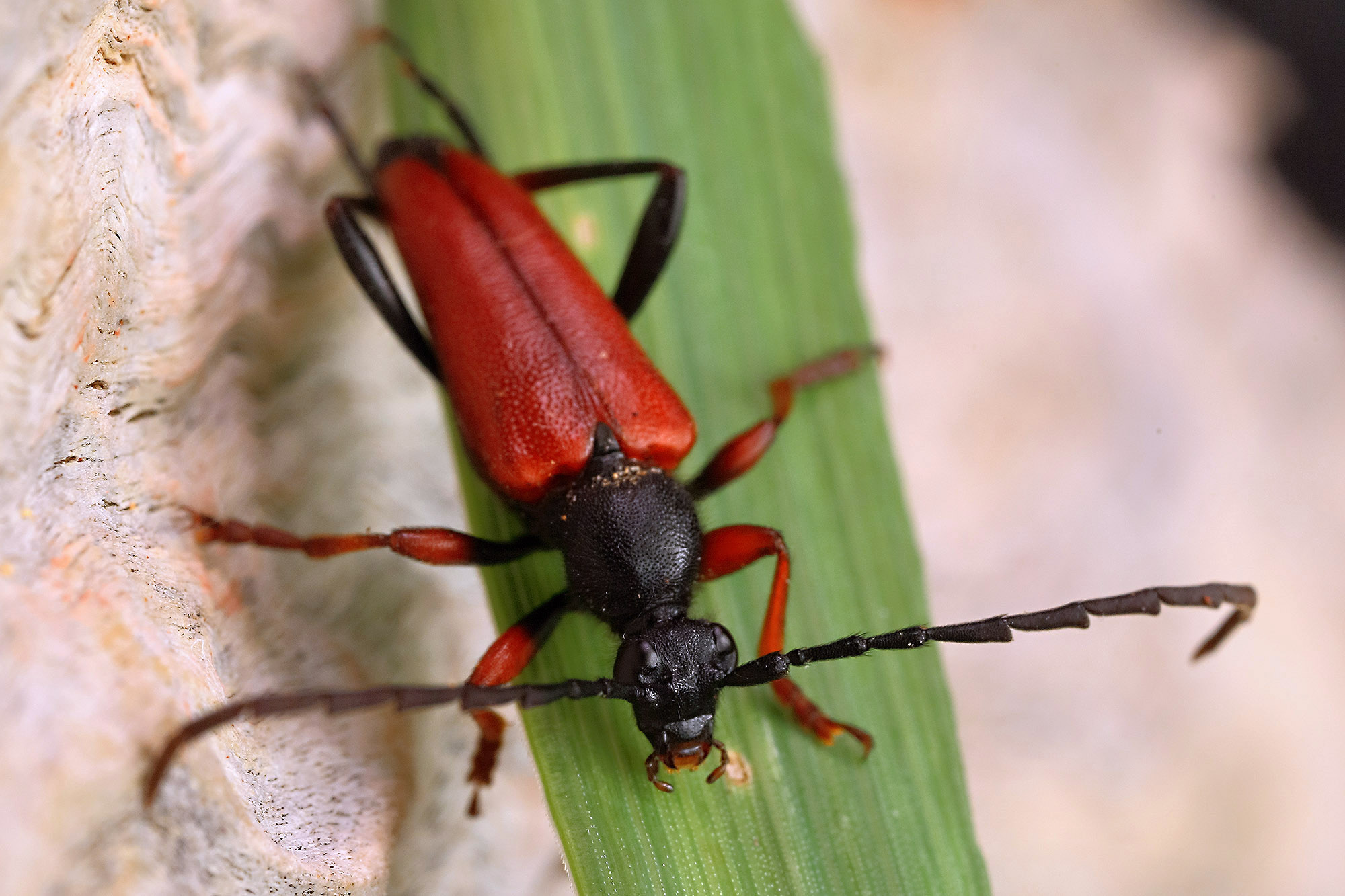 Stictoleptura erythroptera