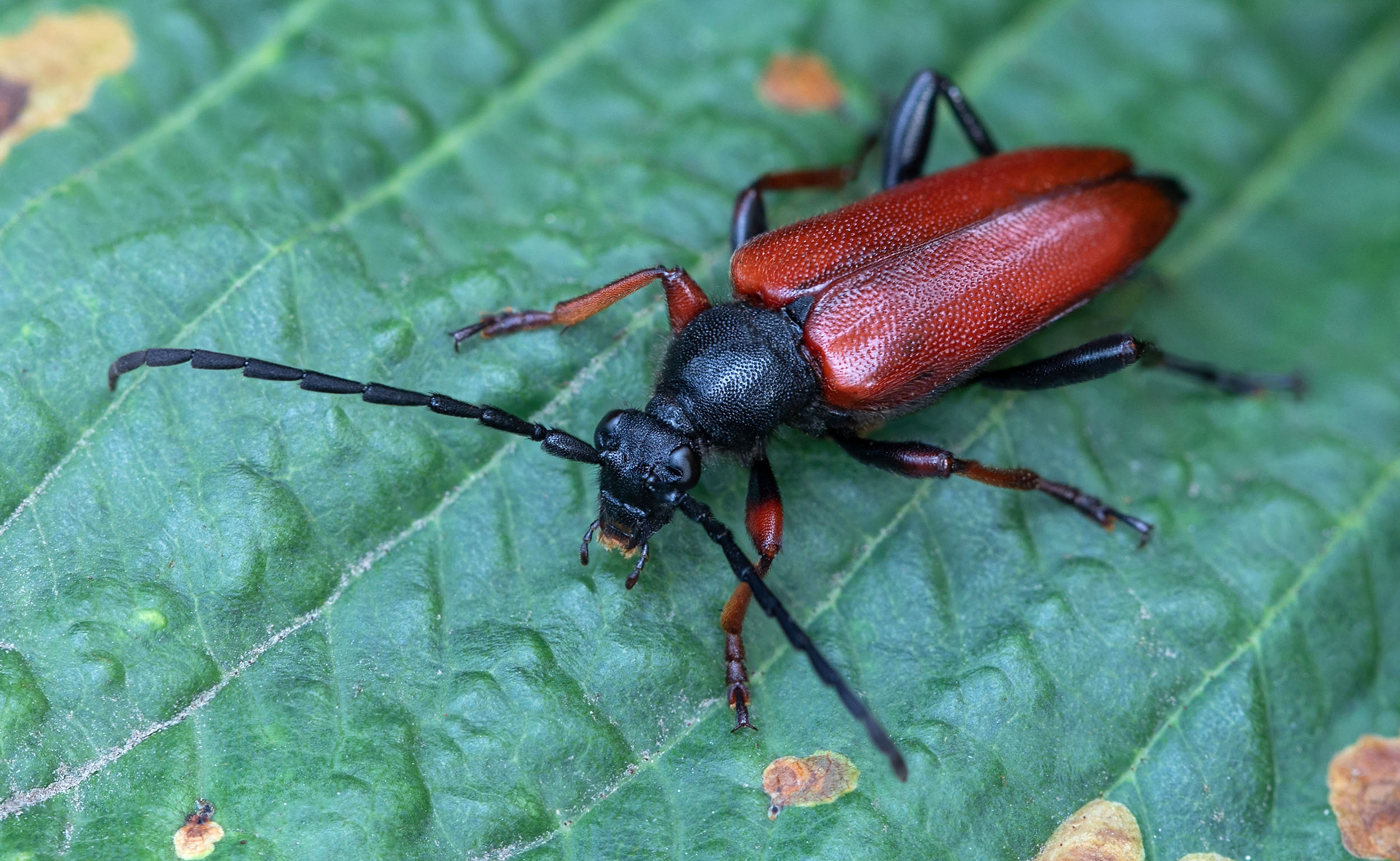 Stictoleptura erythroptera