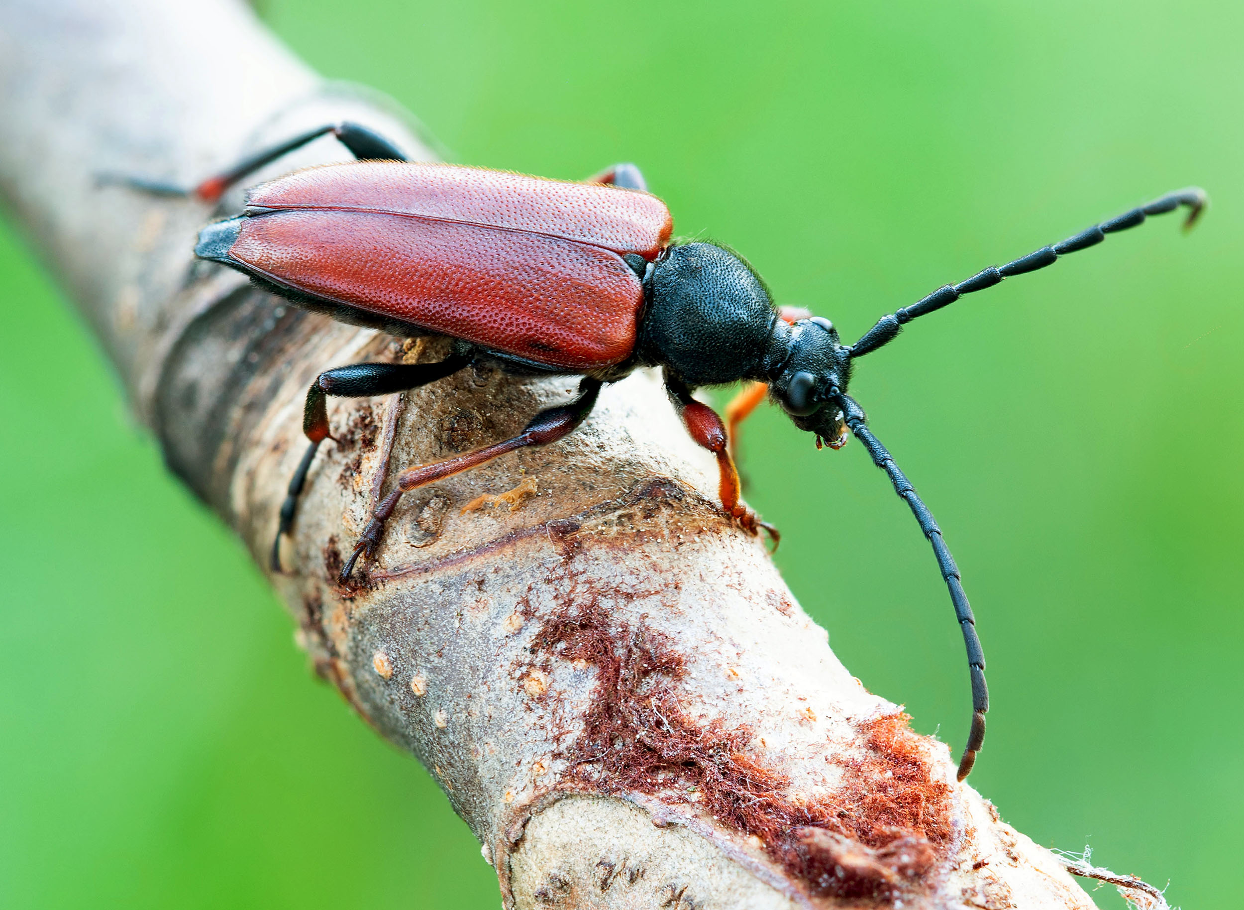 Stictoleptura erythroptera