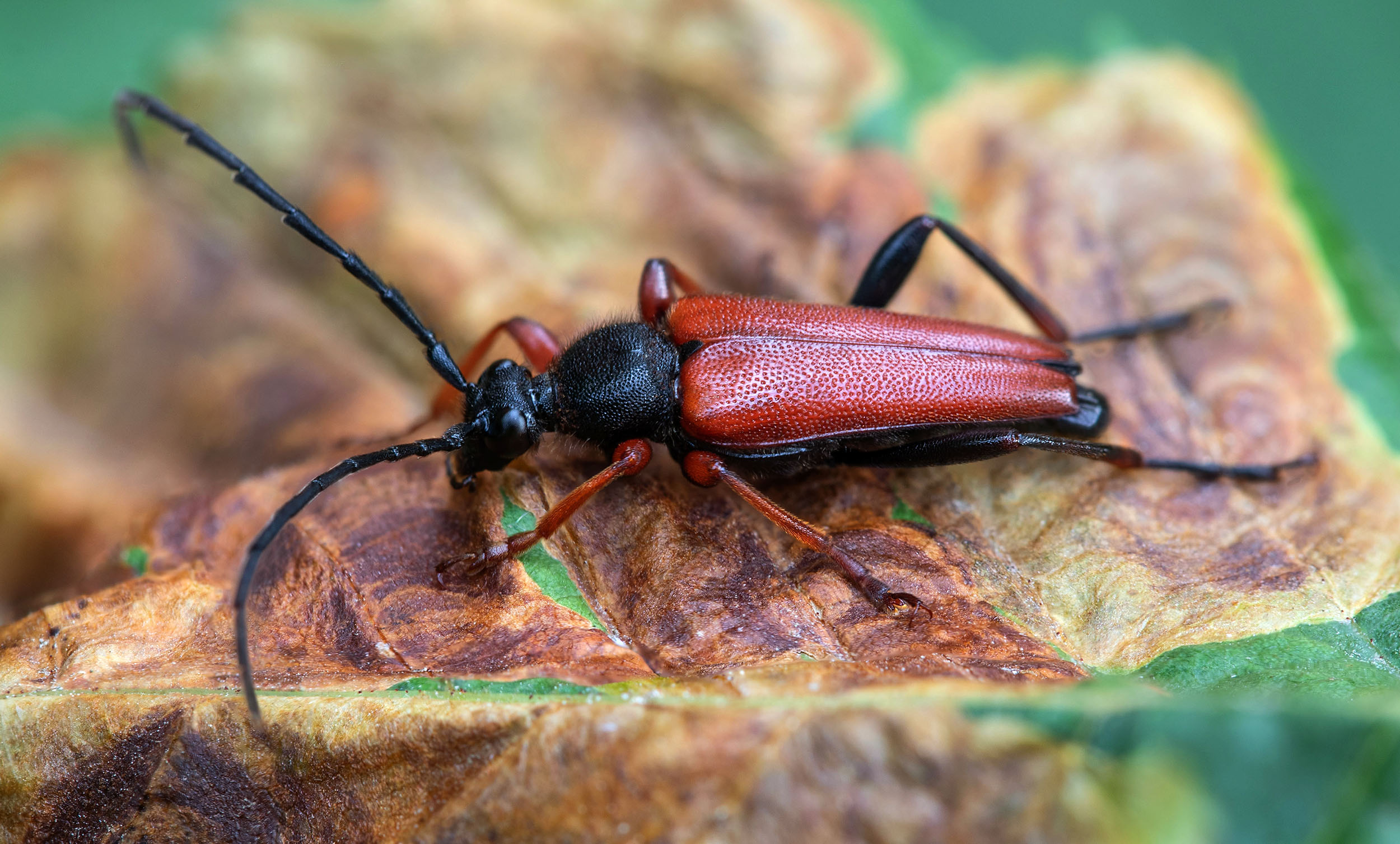 Stictoleptura erythroptera