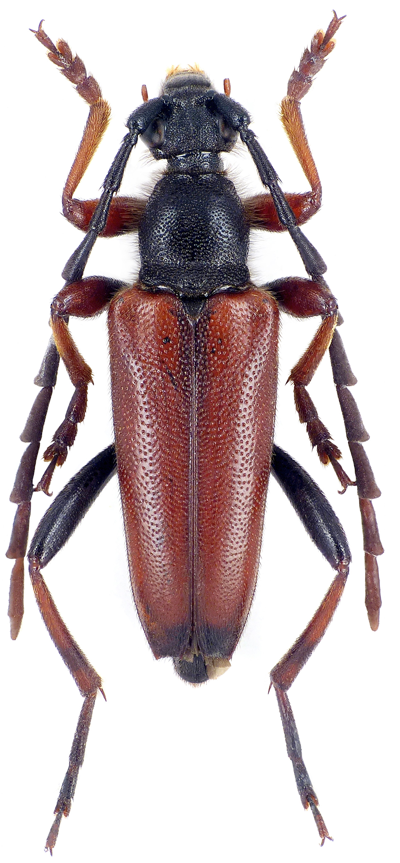 Stictoleptura ivoroberti