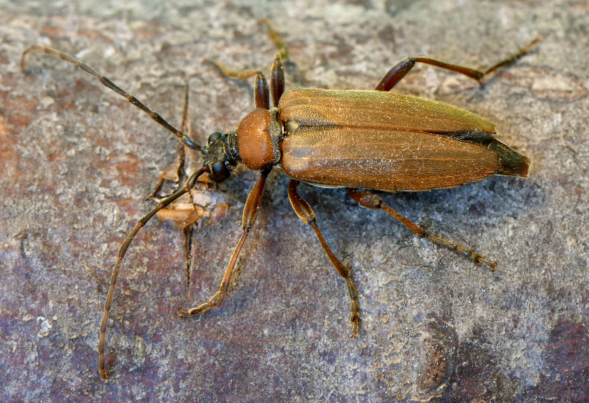 Stictoleptura palmi