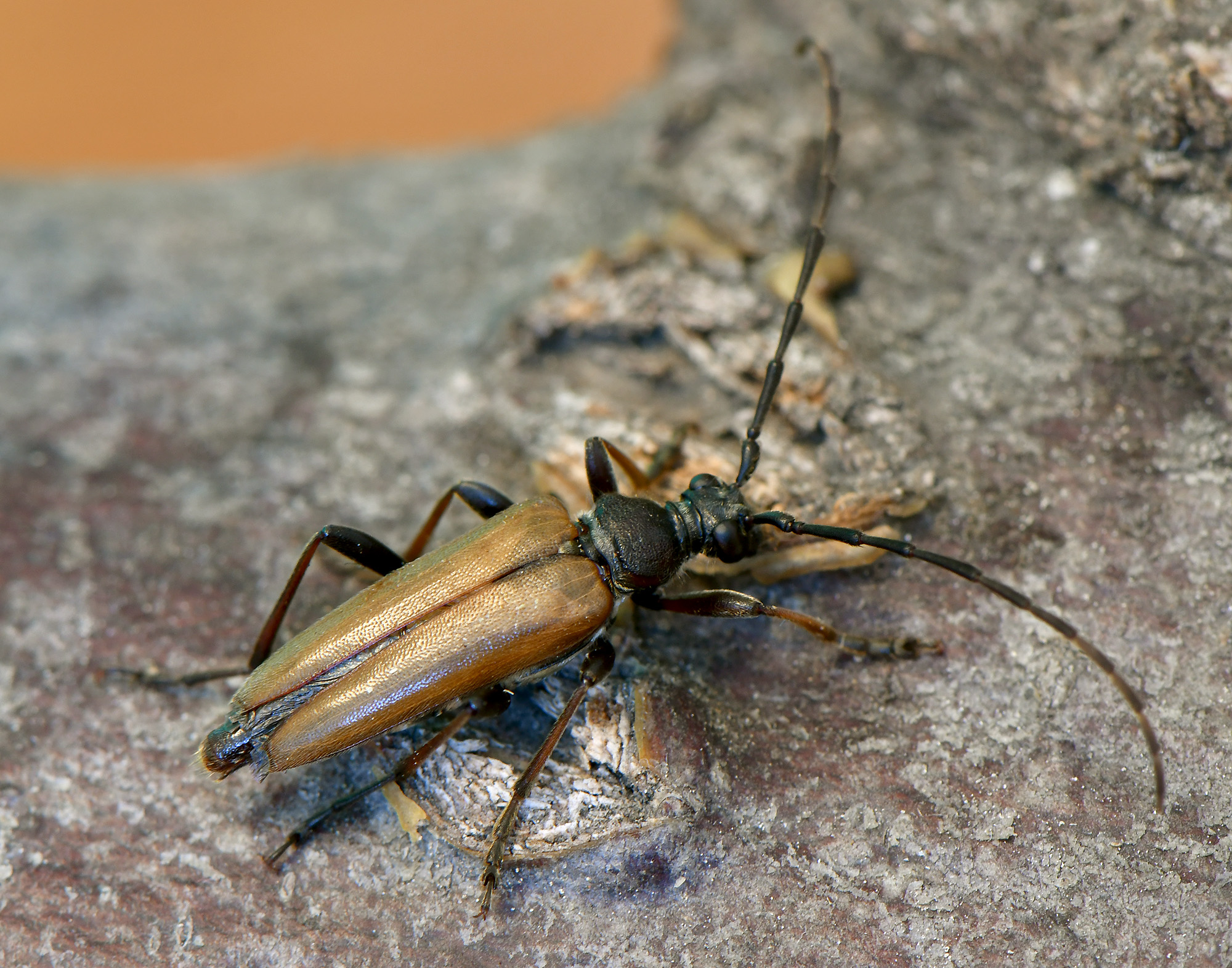 Stictoleptura palmi