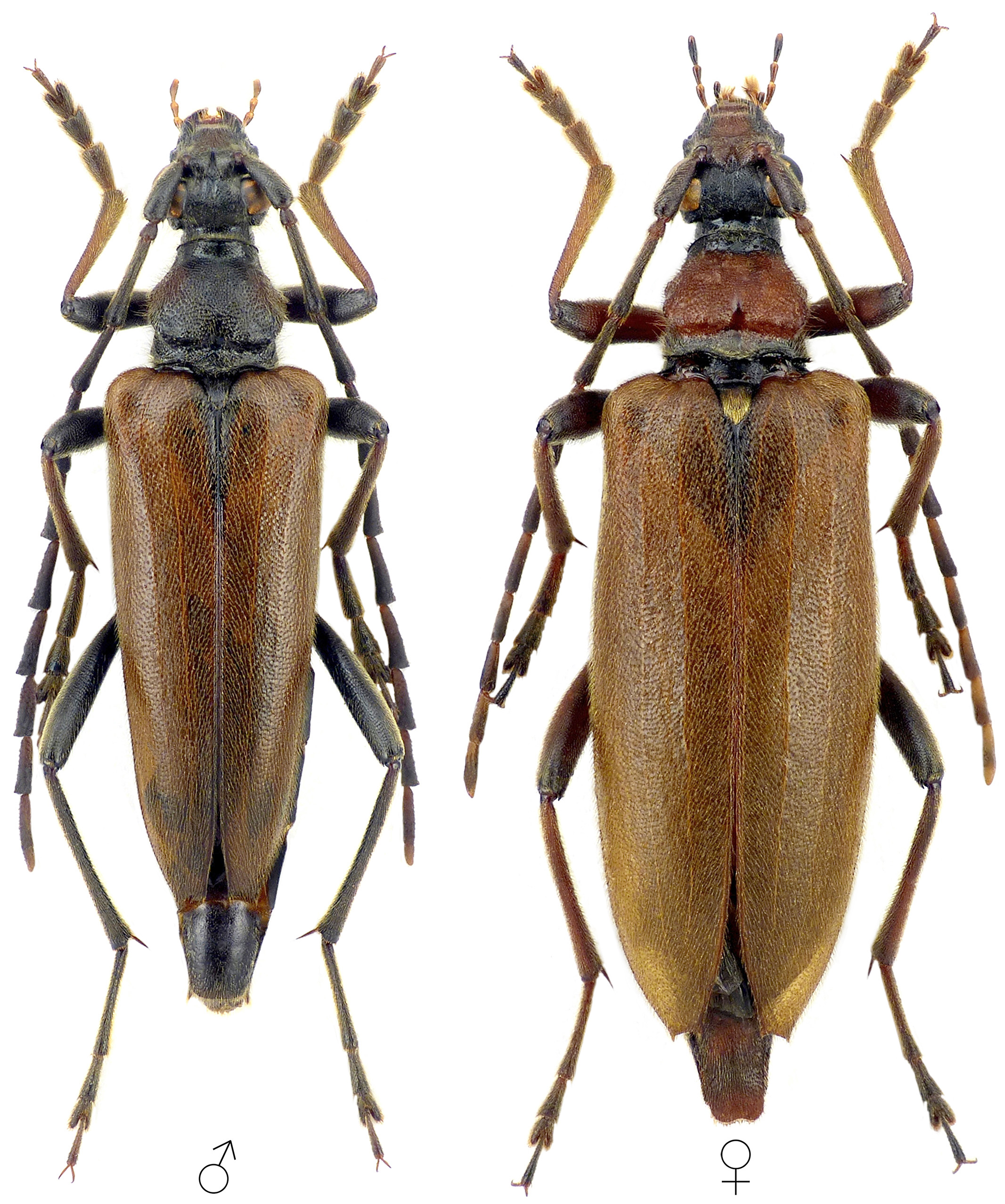 Stictoleptura palmi