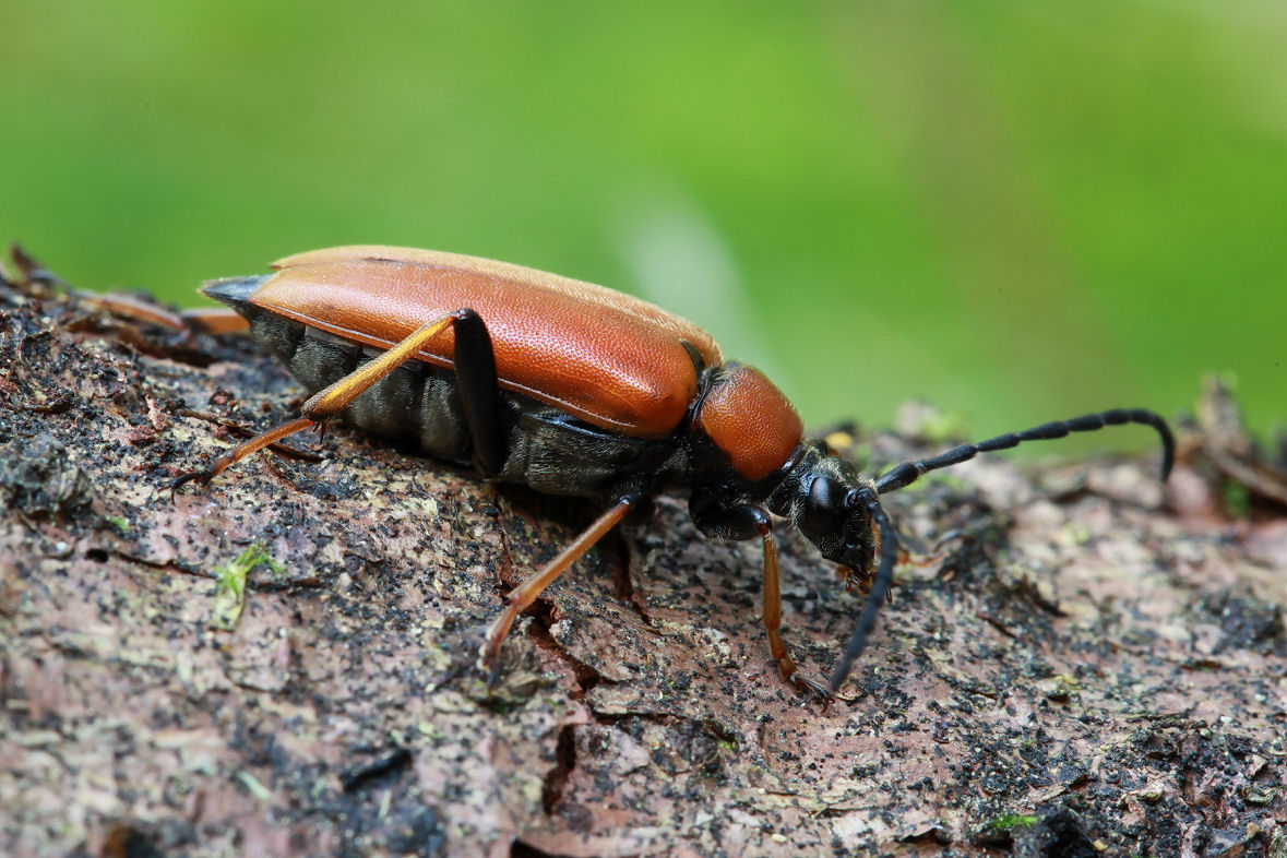 Stictoleptura rubra rubra