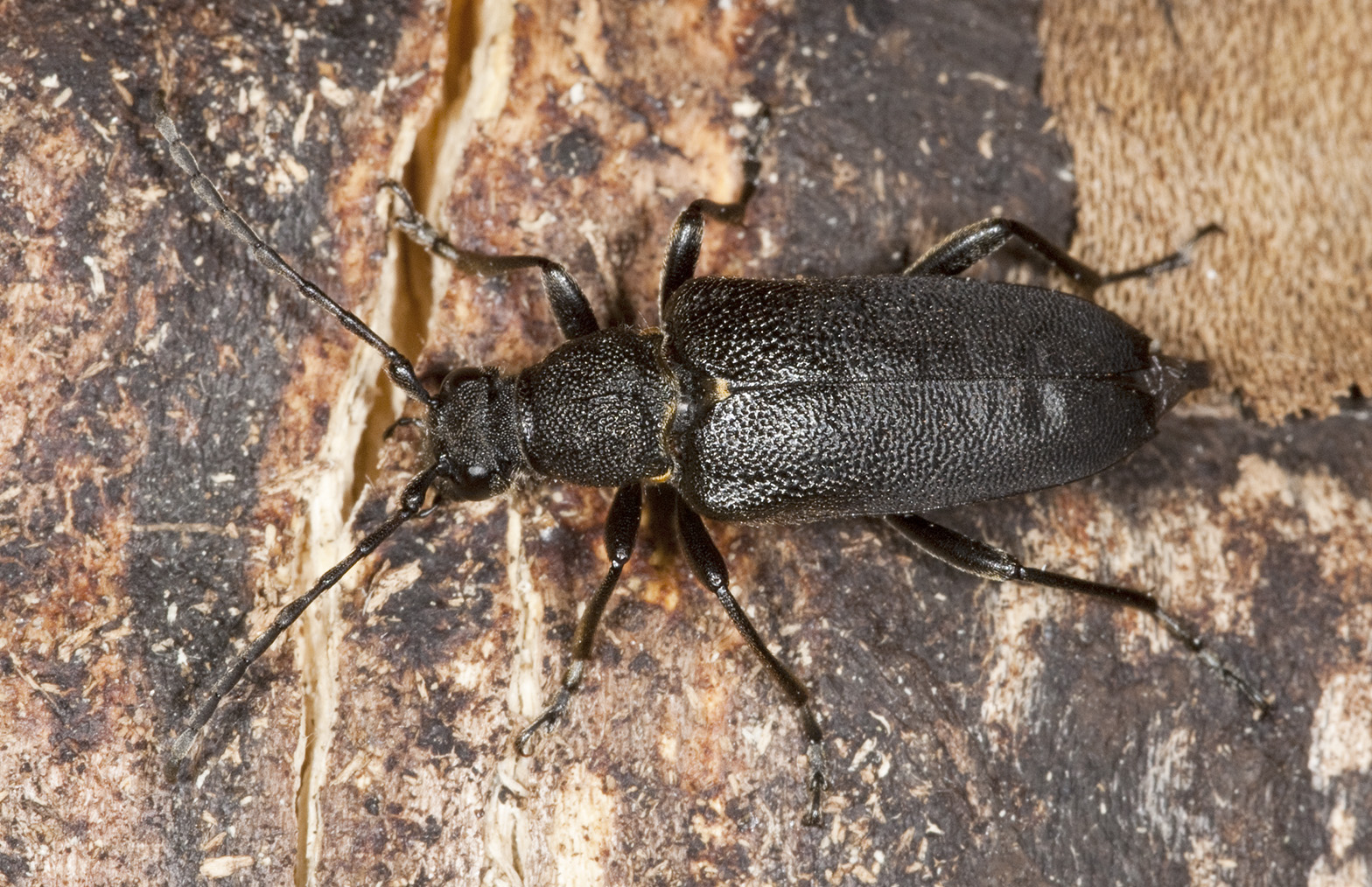 Stictoleptura scutellata scutellata