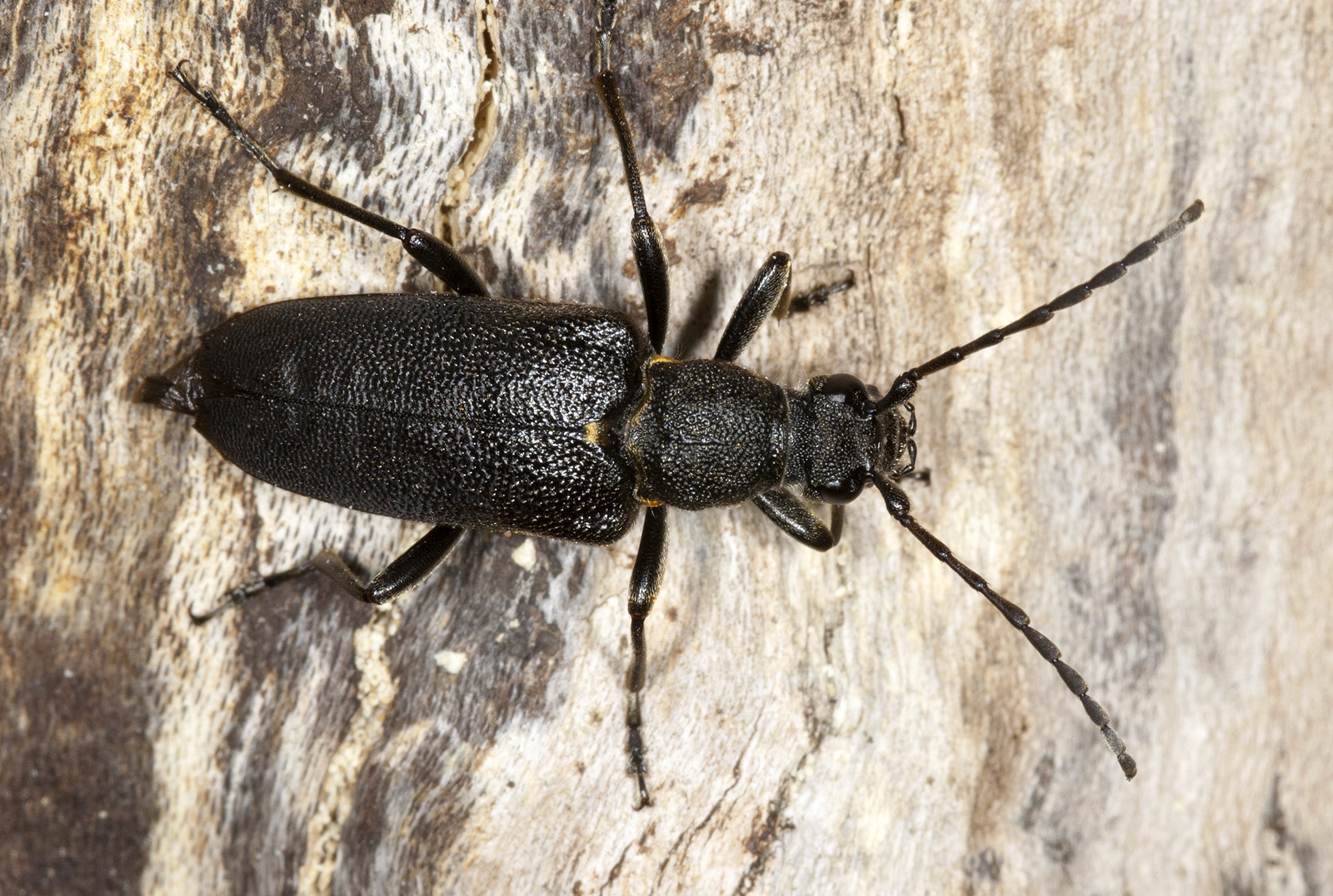 Stictoleptura scutellata scutellata