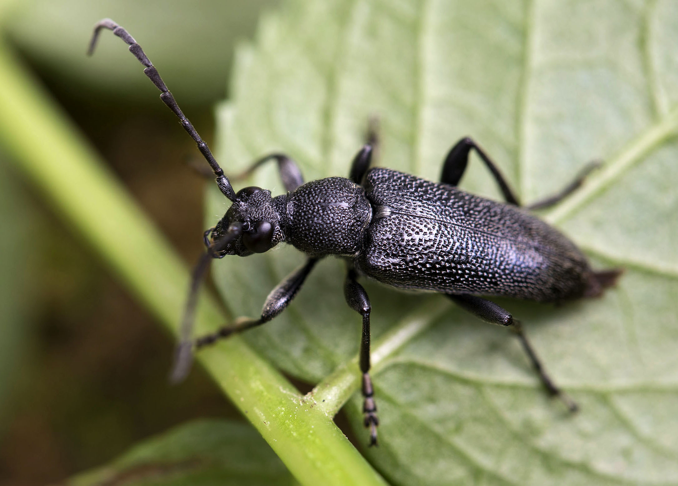 Stictoleptura scutellata scutellata