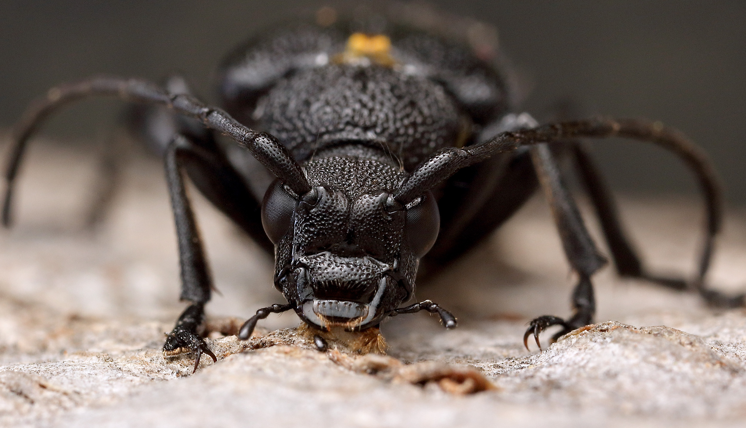 Stictoleptura scutellata scutellata