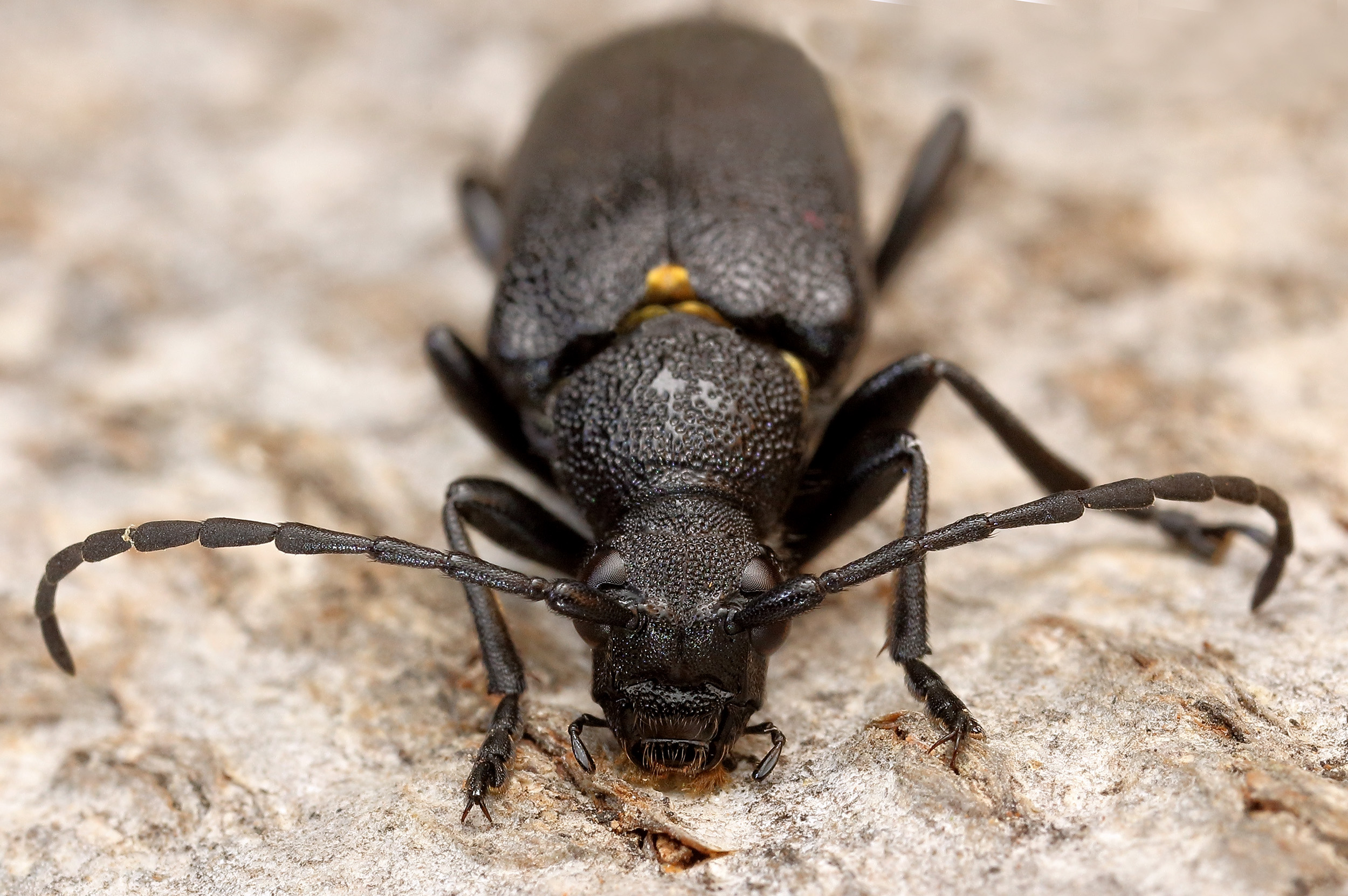 Stictoleptura scutellata scutellata