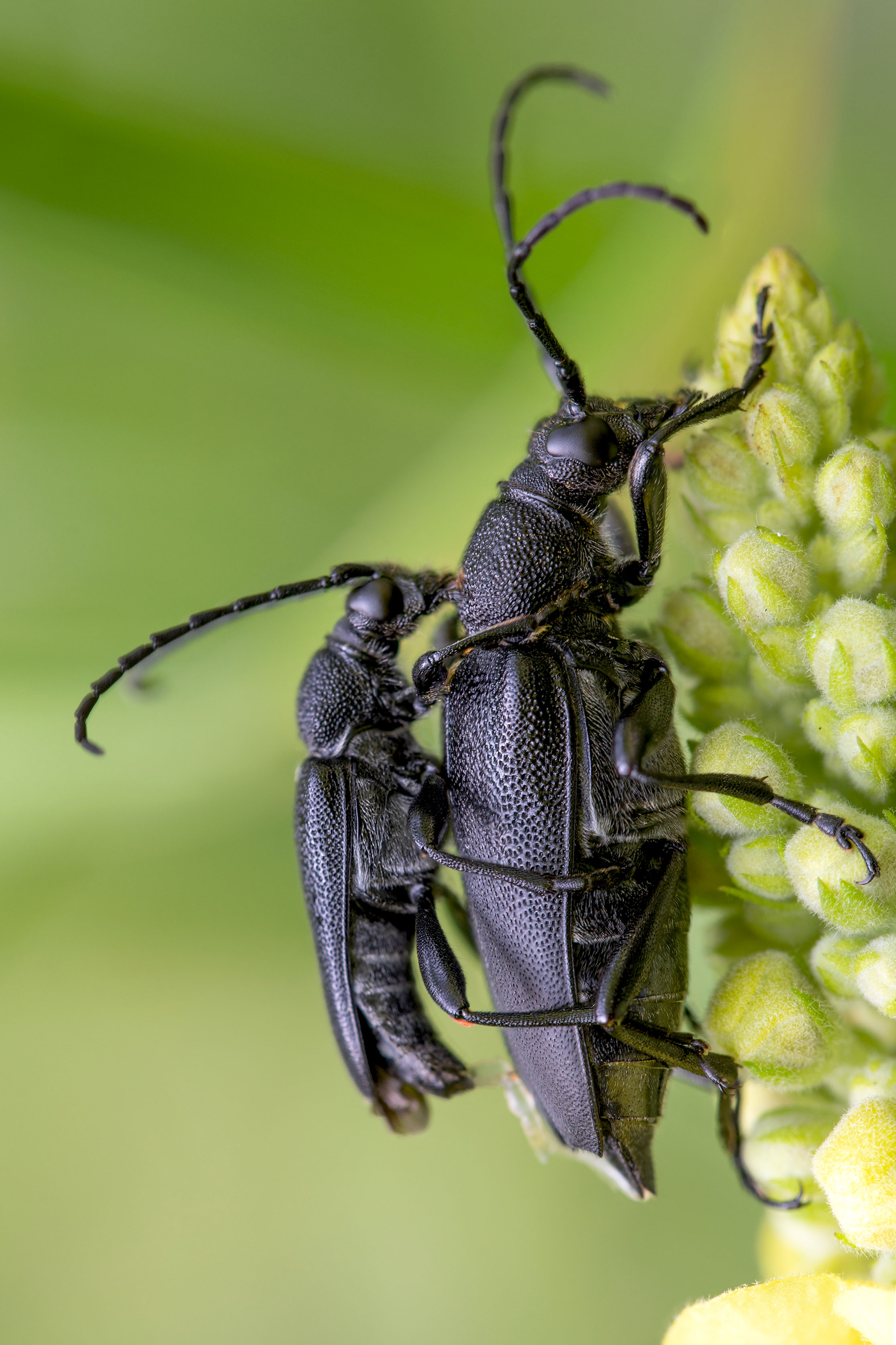 Stictoleptura scutellata scutellata