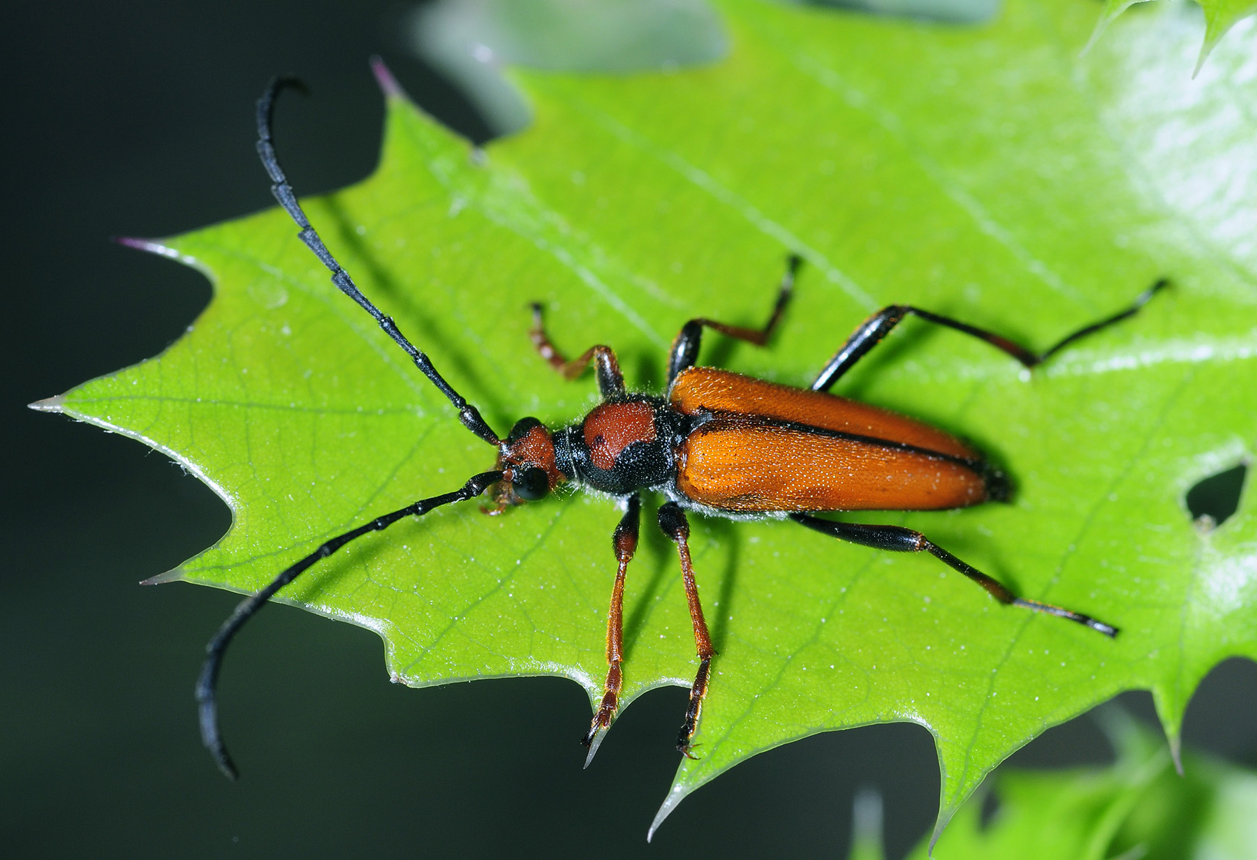 Stictoleptura tangeriana