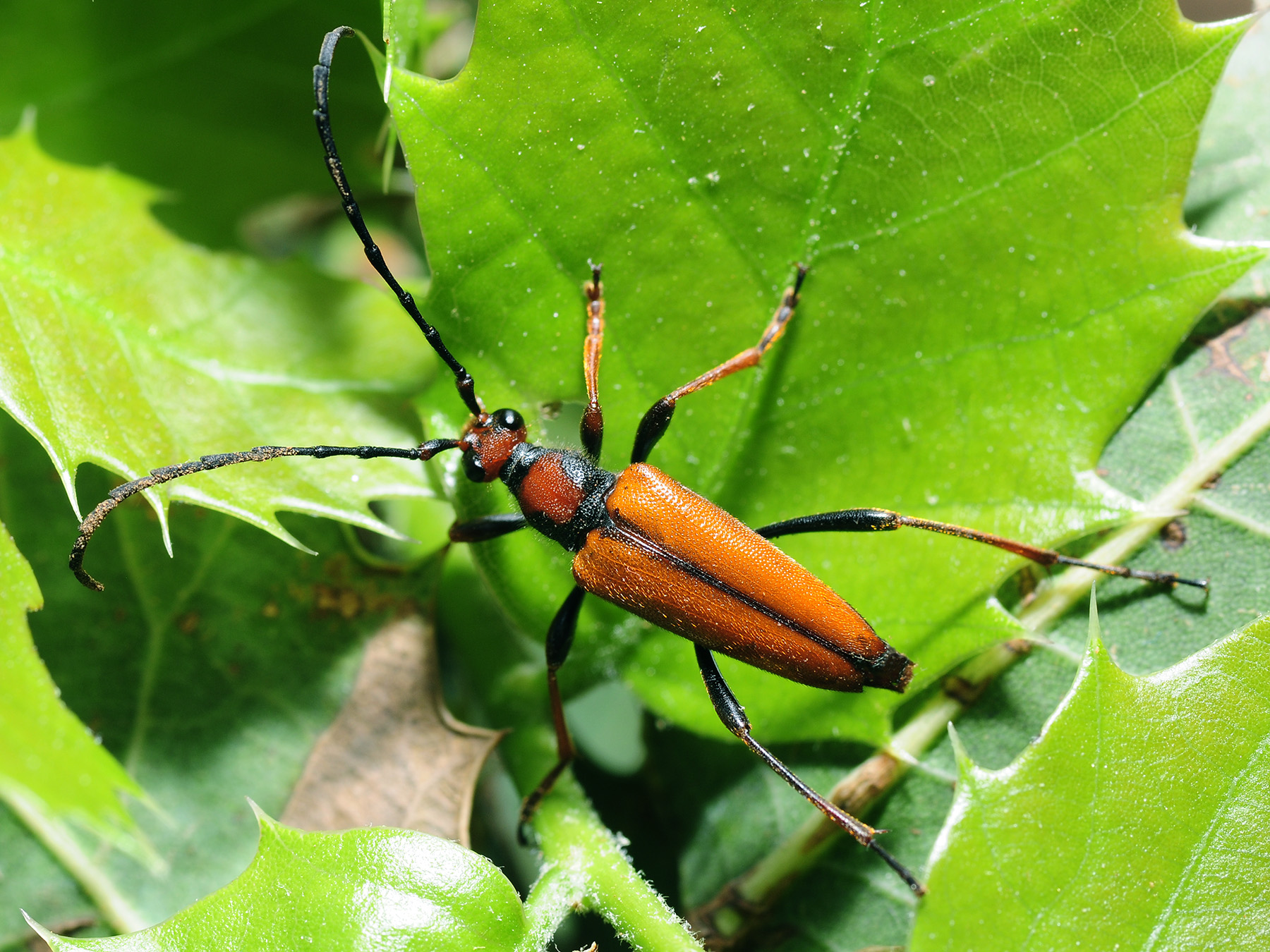 Stictoleptura tangeriana