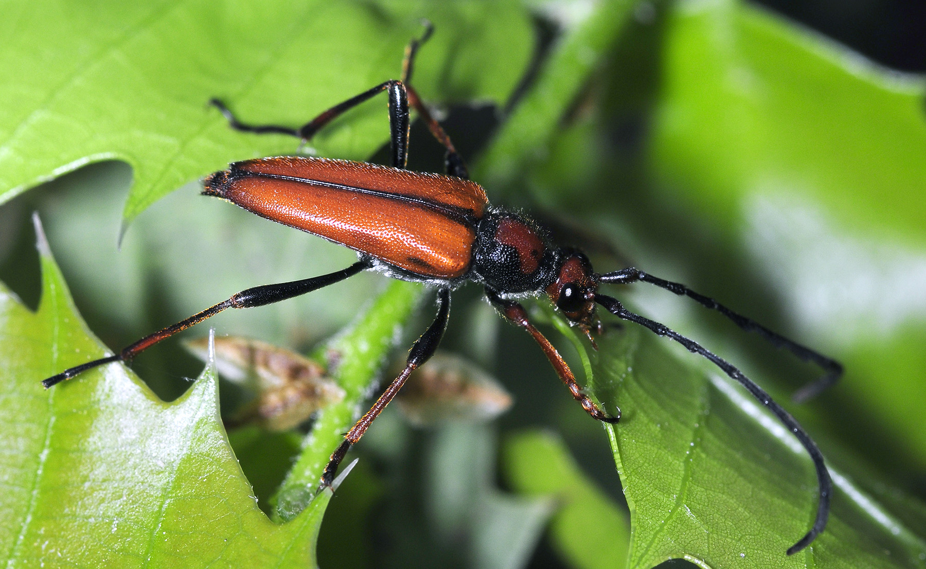 Stictoleptura tangeriana