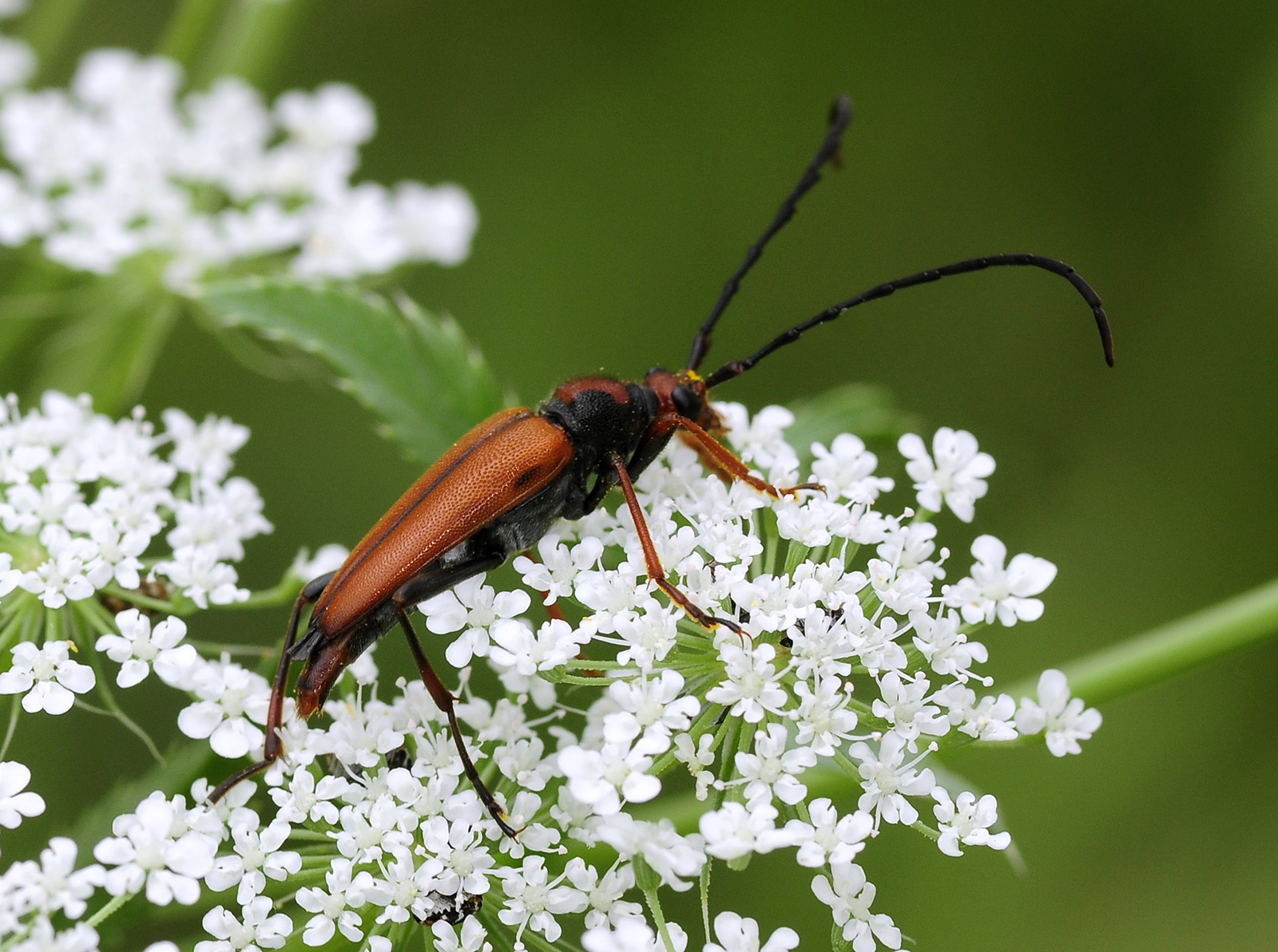 Stictoleptura tangeriana