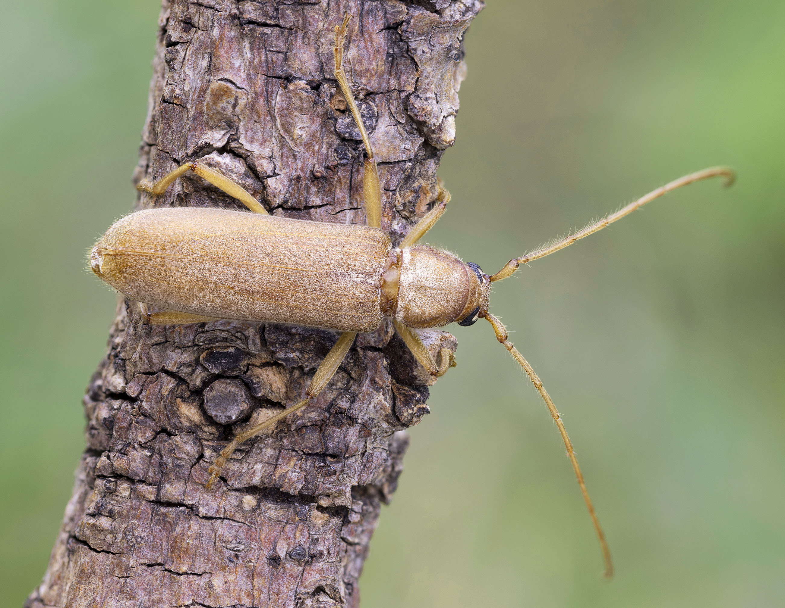 Stromatium auratum