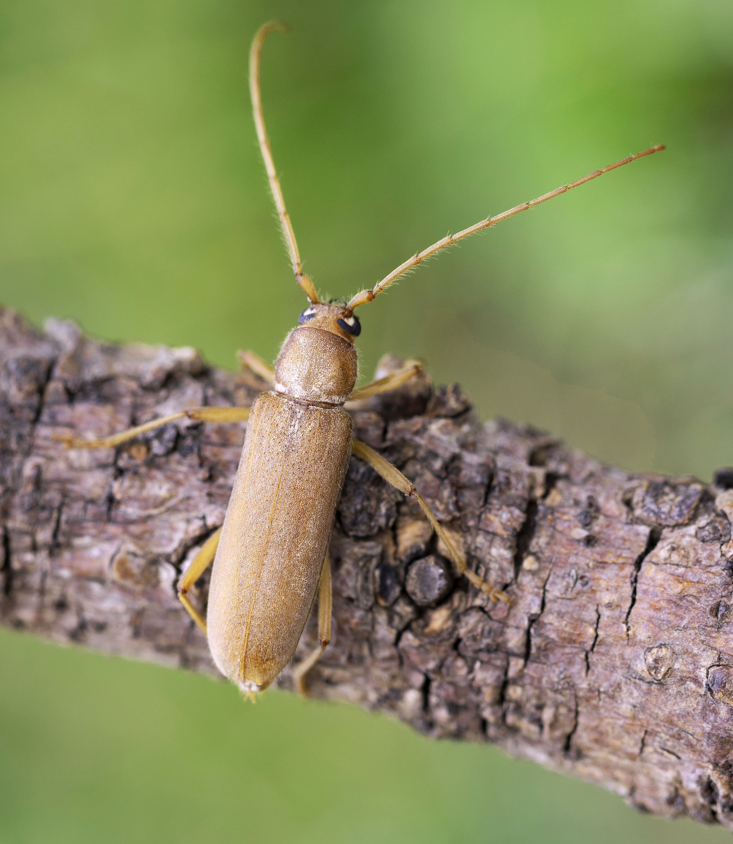 Stromatium auratum