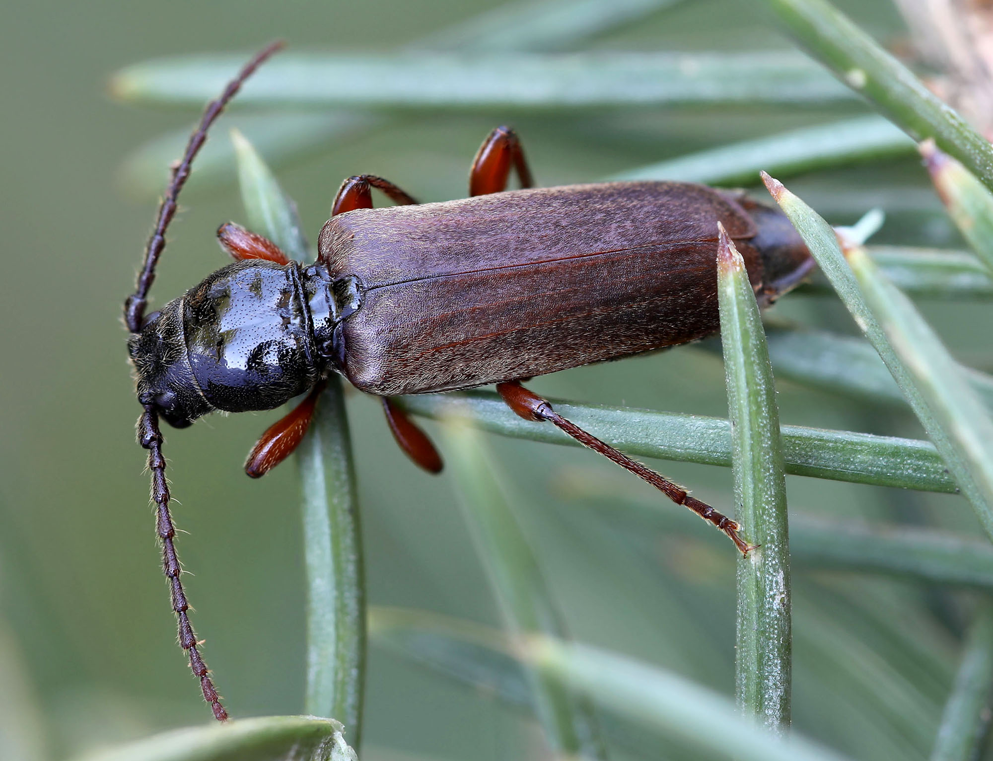 Tetropium castaneum